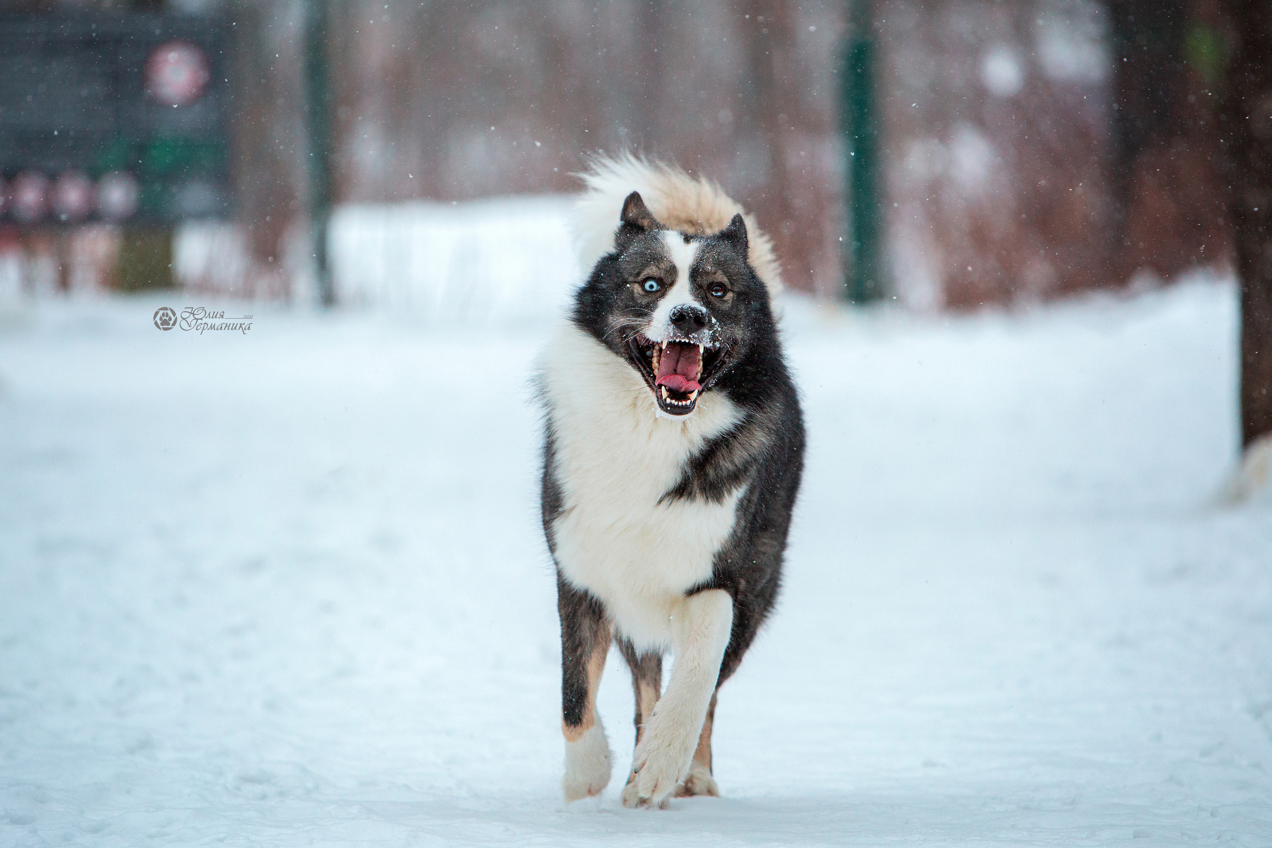 Свободная съемка. Фотограф-анималист Юлия Германика