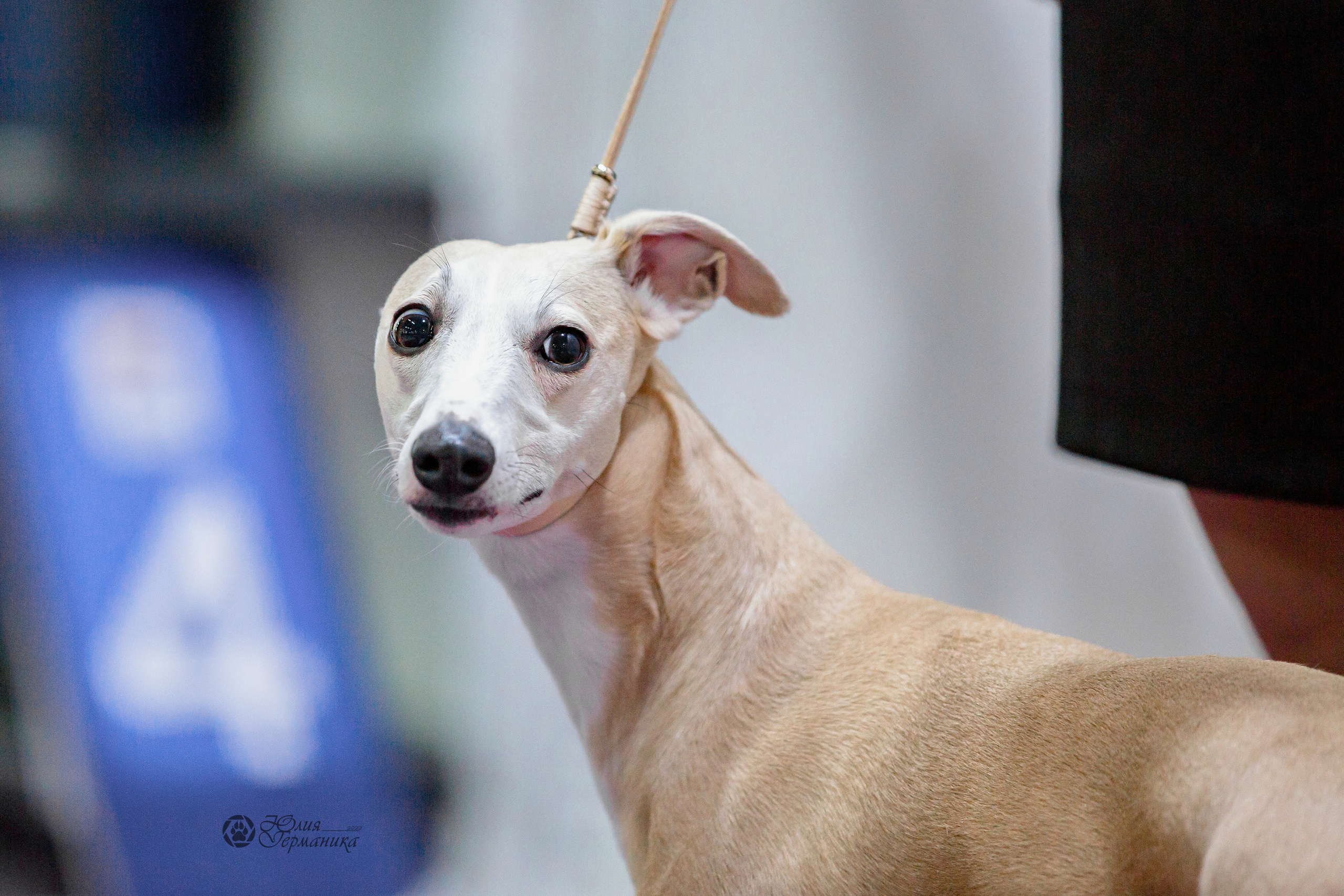 Чайна-Таун 24 и 27 марта 2022. Фотограф-анималист Юлия Германика