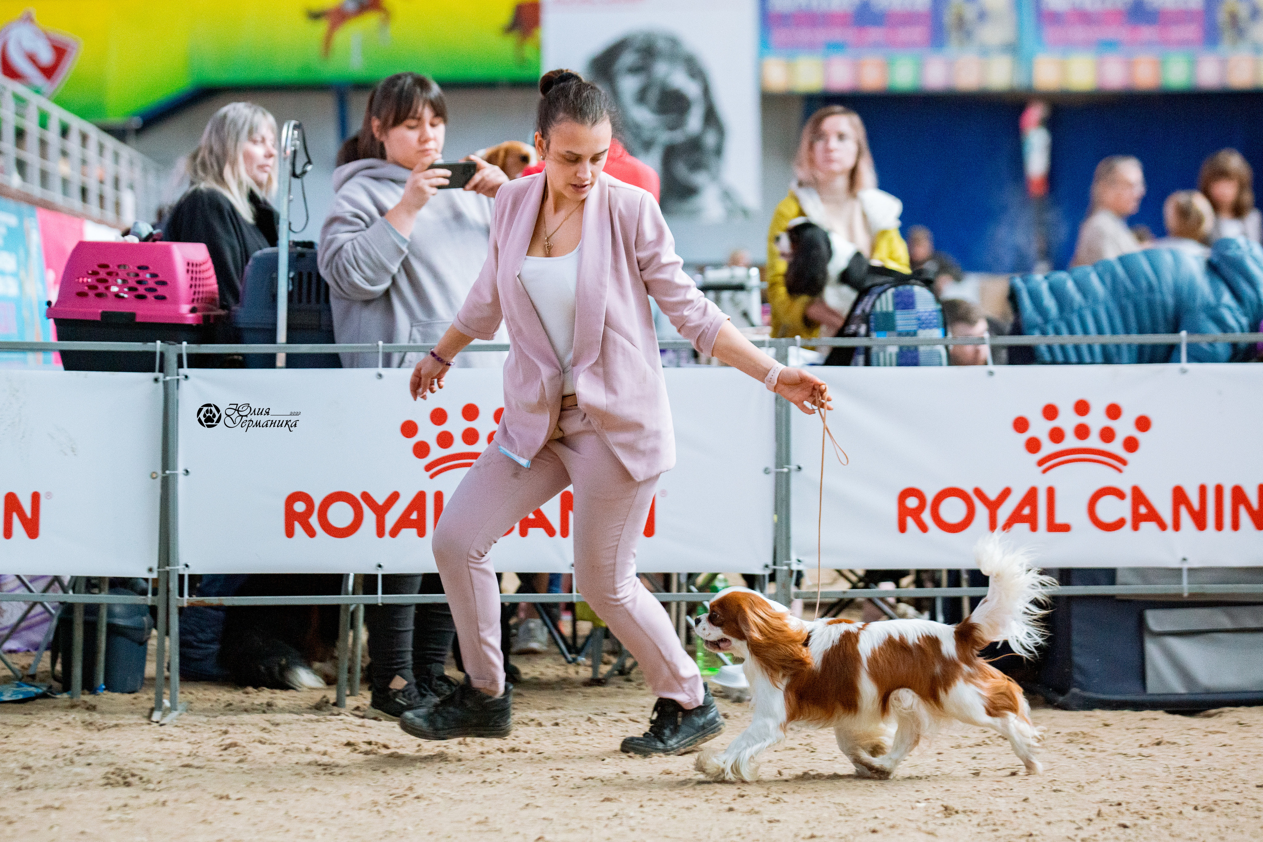 Минск 2хCACIB 5-6 марта 2022. Фотограф-анималист Юлия Германика