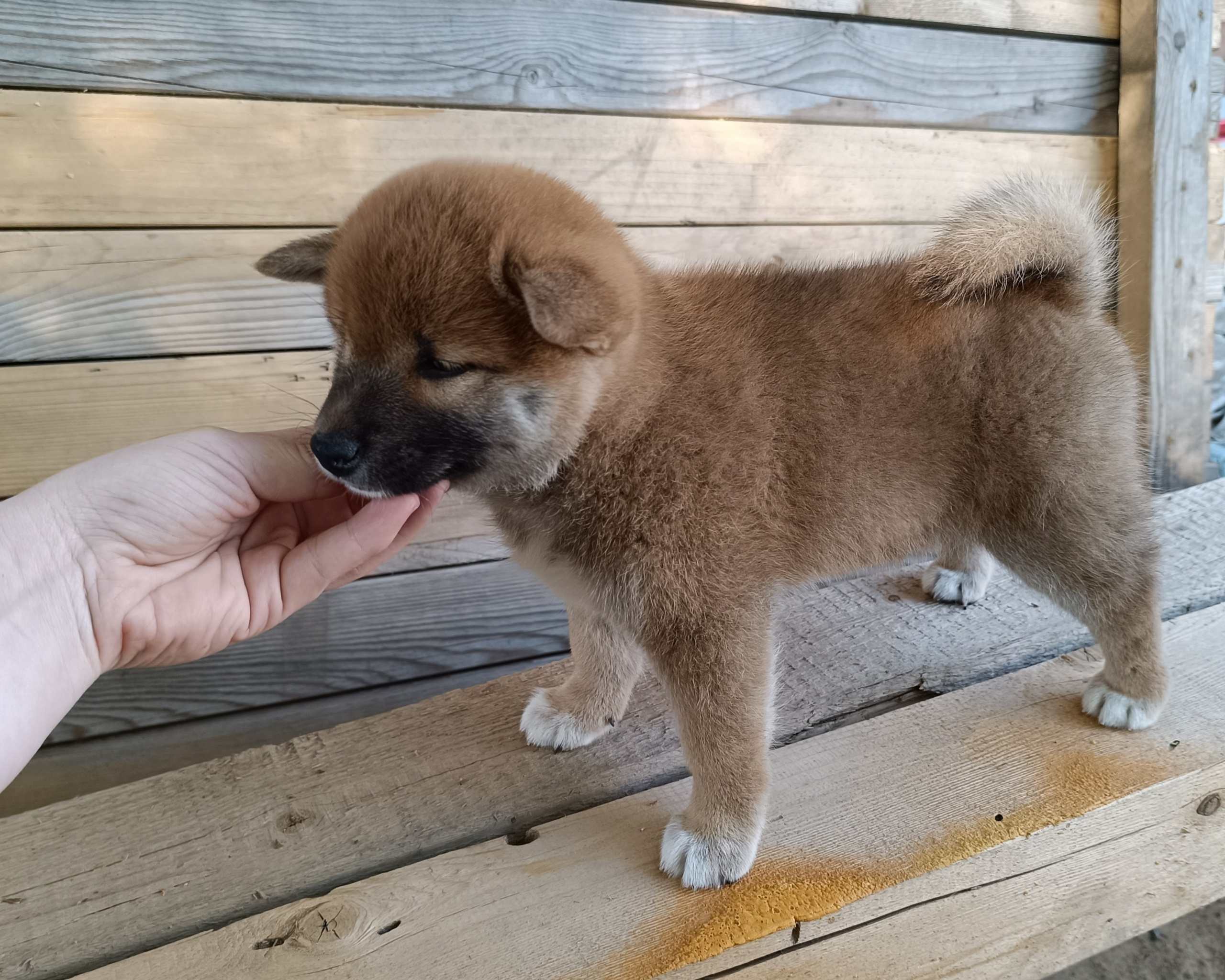 сиба питомник Рубилайт щенки на продажу rubylight  сиба щенки купить СПб Санкт-Петербург