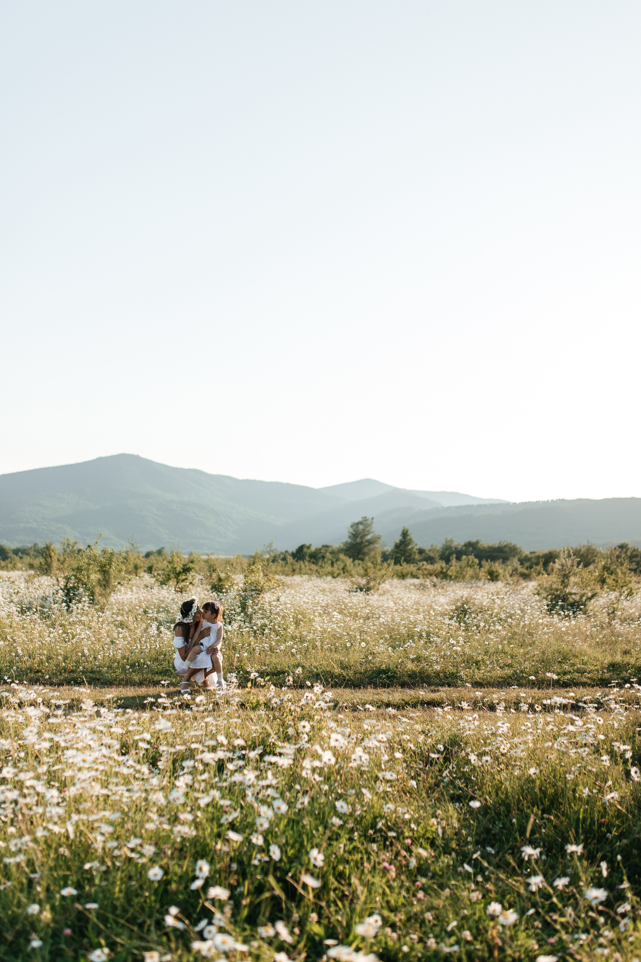Daisies. ФОТОГРАФ