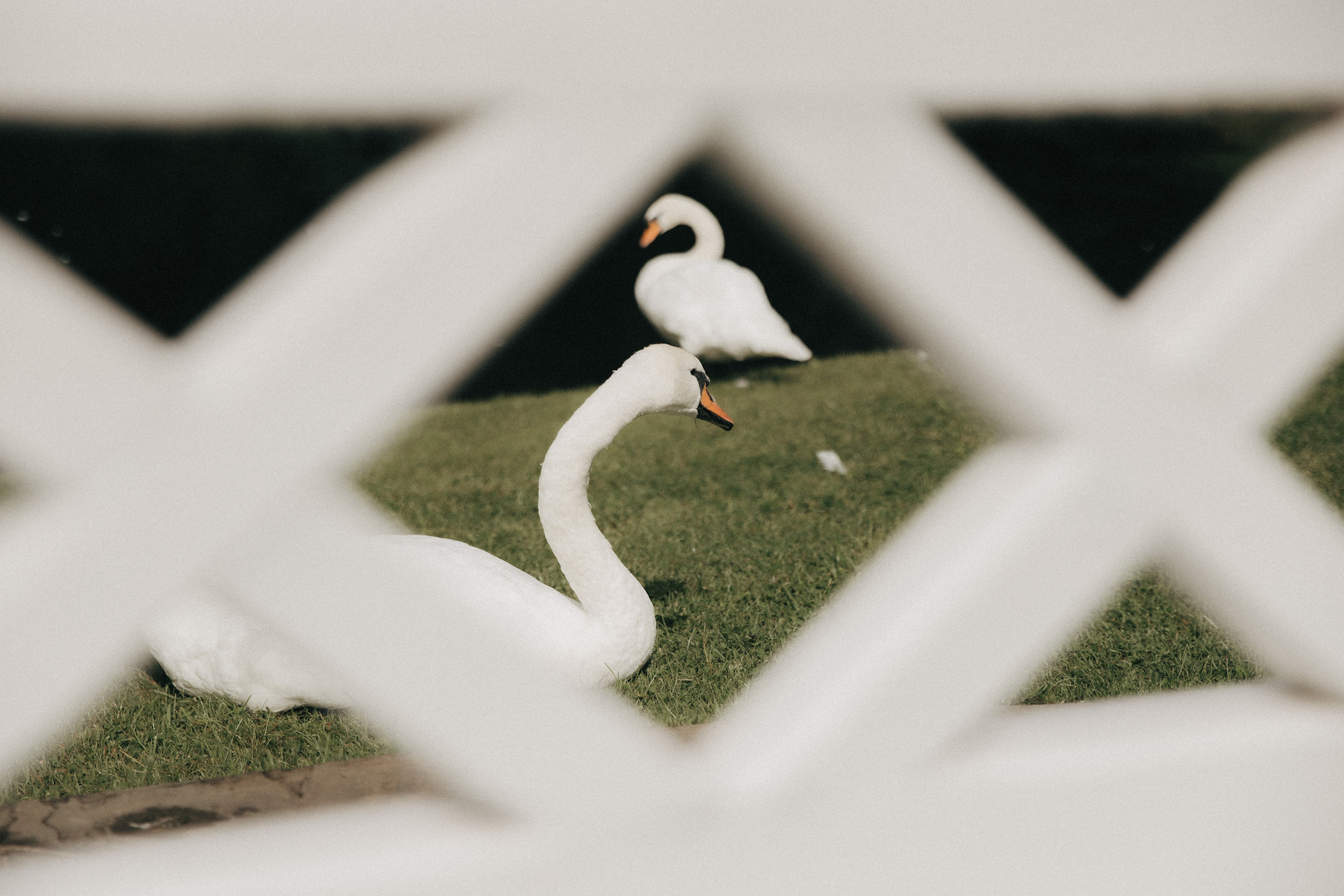 Александра и Илья. Свадебный и портретный фотограф в Калининграде и Москве Марк Юдинцев