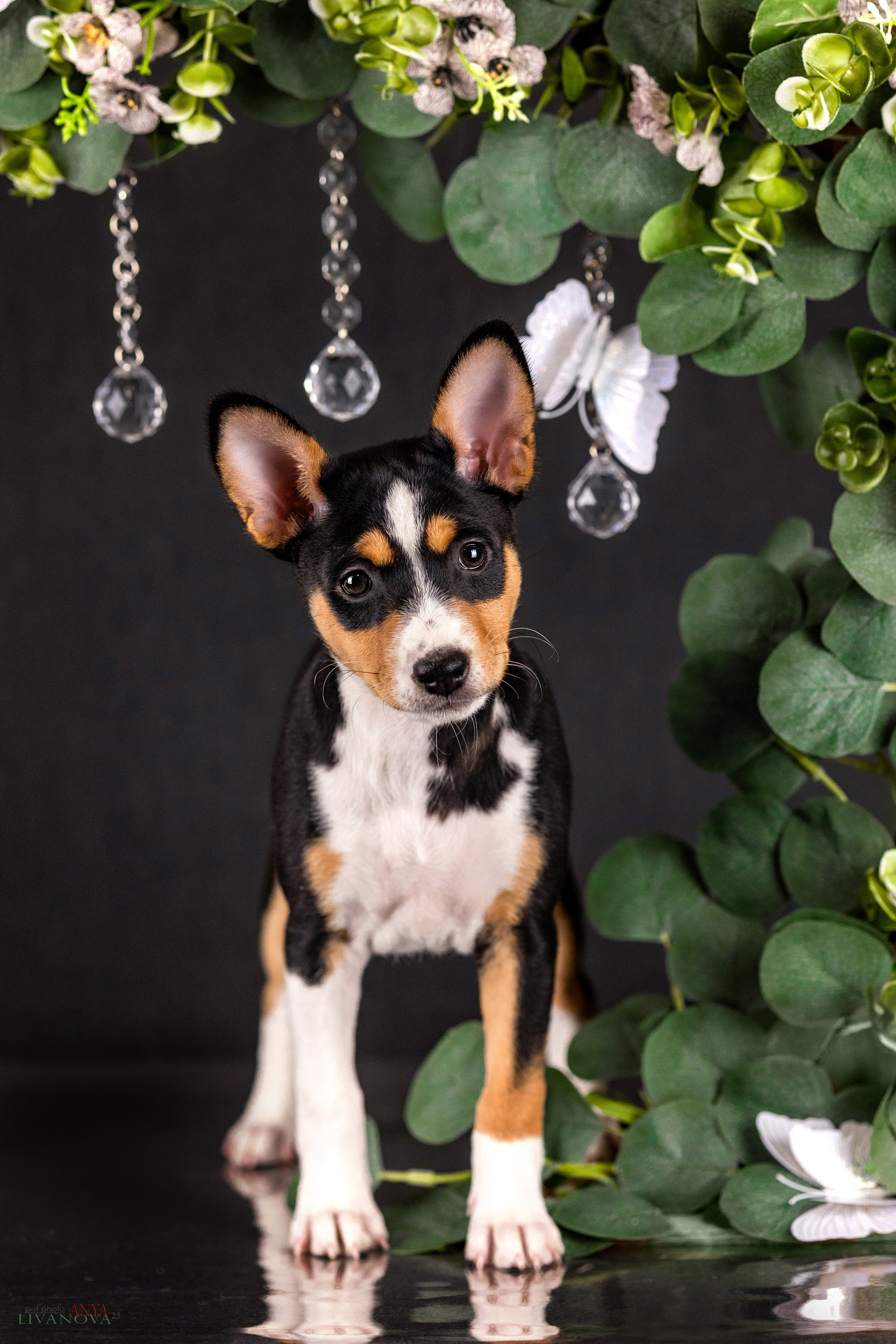 Басенджи. Фотограф анималист Аня Ливанова | Рыбинск