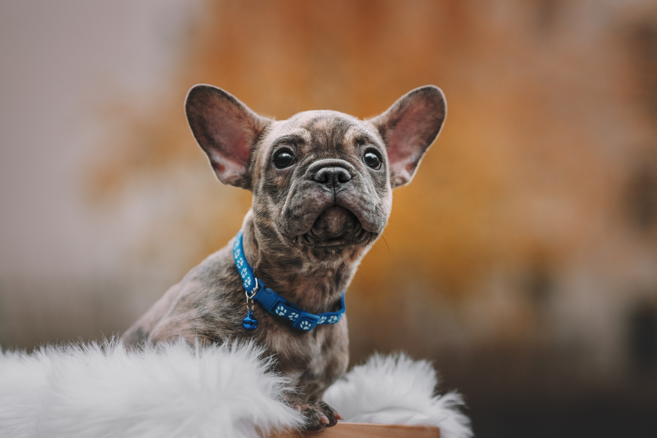 Французские бульдоги. Фотограф анималист Осипчикова Мария