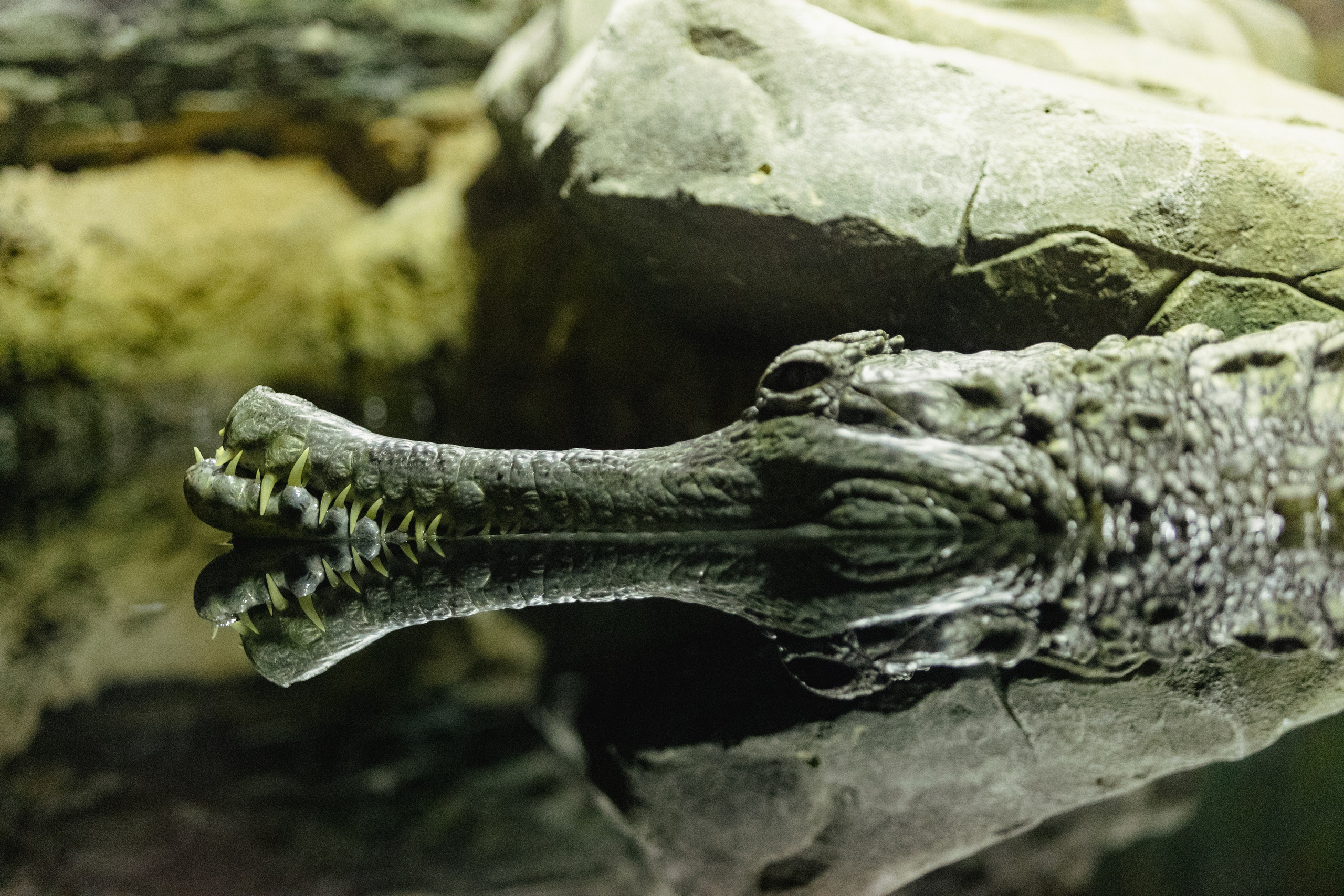 Московский зоопарк. Photographer Sonkina Tatiana (Tanya Ash)