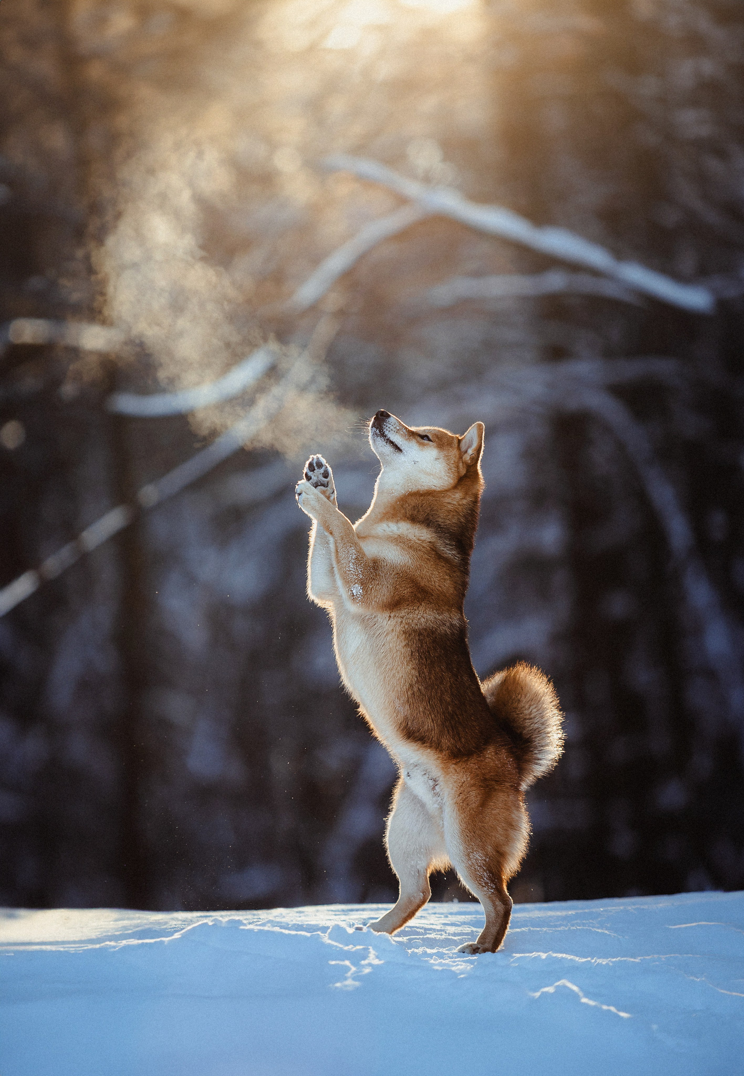 Шед, Цири и Ира