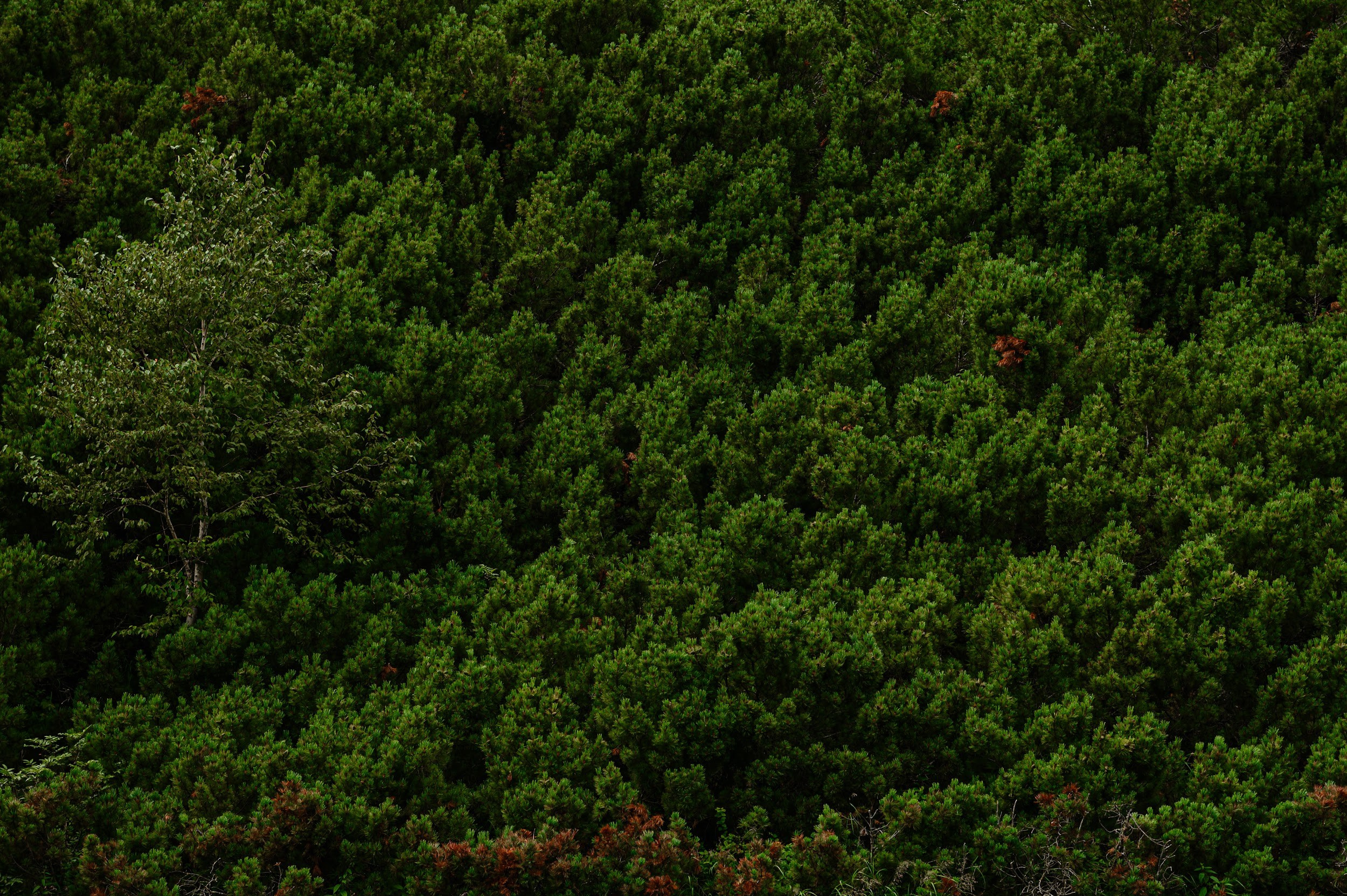 Камчатка 08.2024. Фотограф Марина Росси