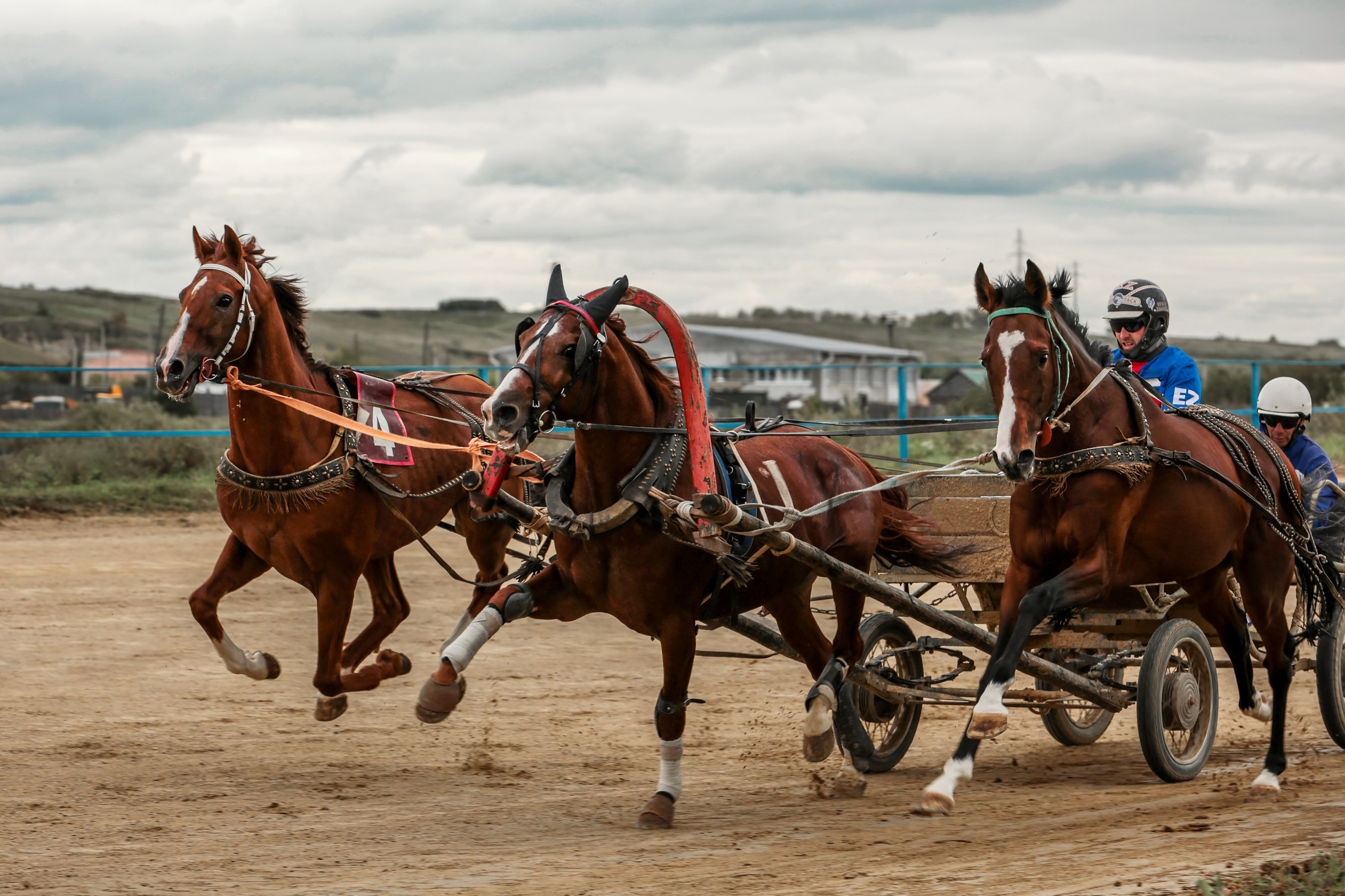 2024. Конный фотограф в Красноярске — Любовь Похабова