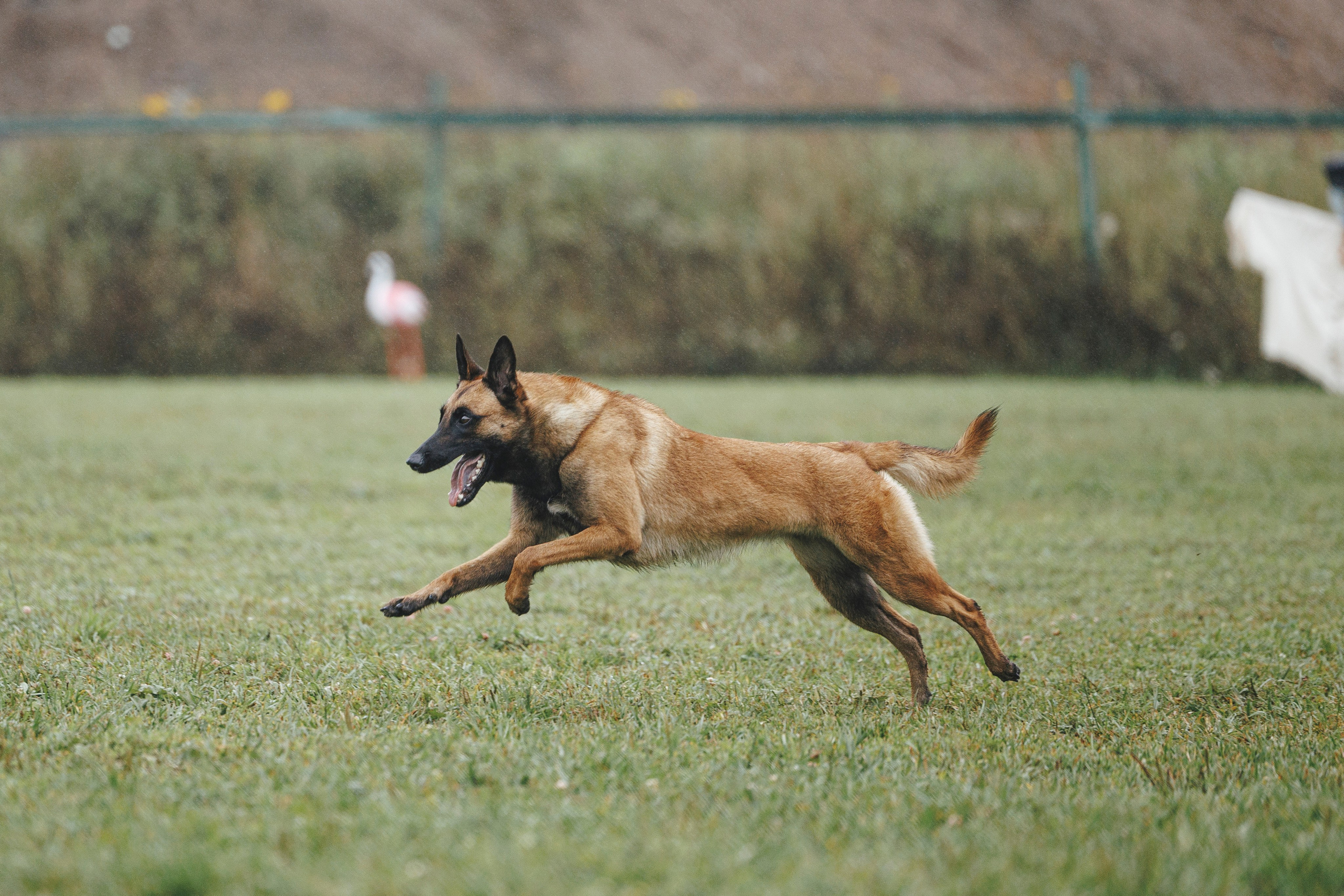 08.08.25-10.08.25 ЧР по мондьорингу г. Вологда. Фотограф-анималист Анна Маринич