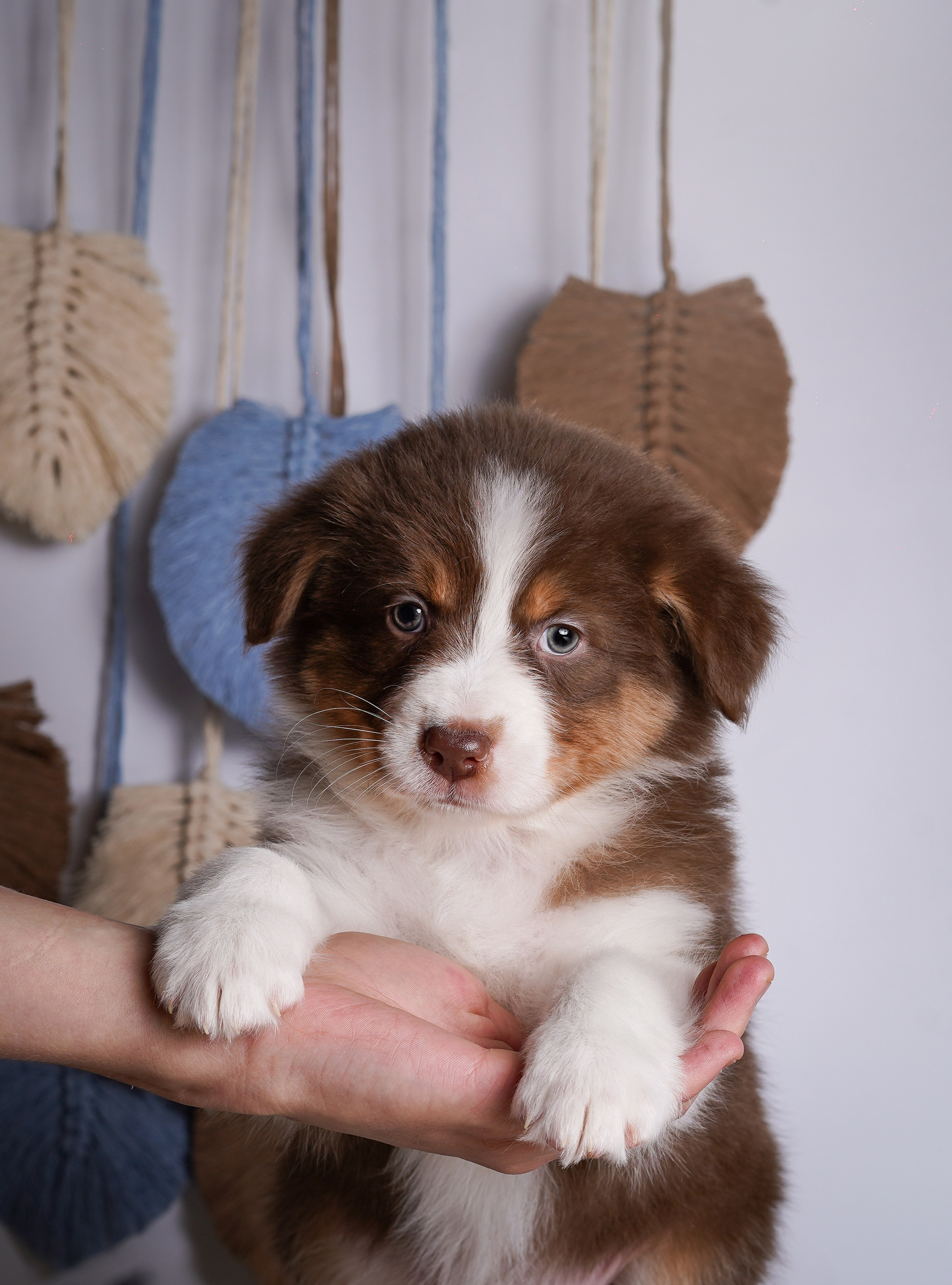 Щенки аусси. Фотограф-анималист в Санкт-Петербурге Яна Мартынова