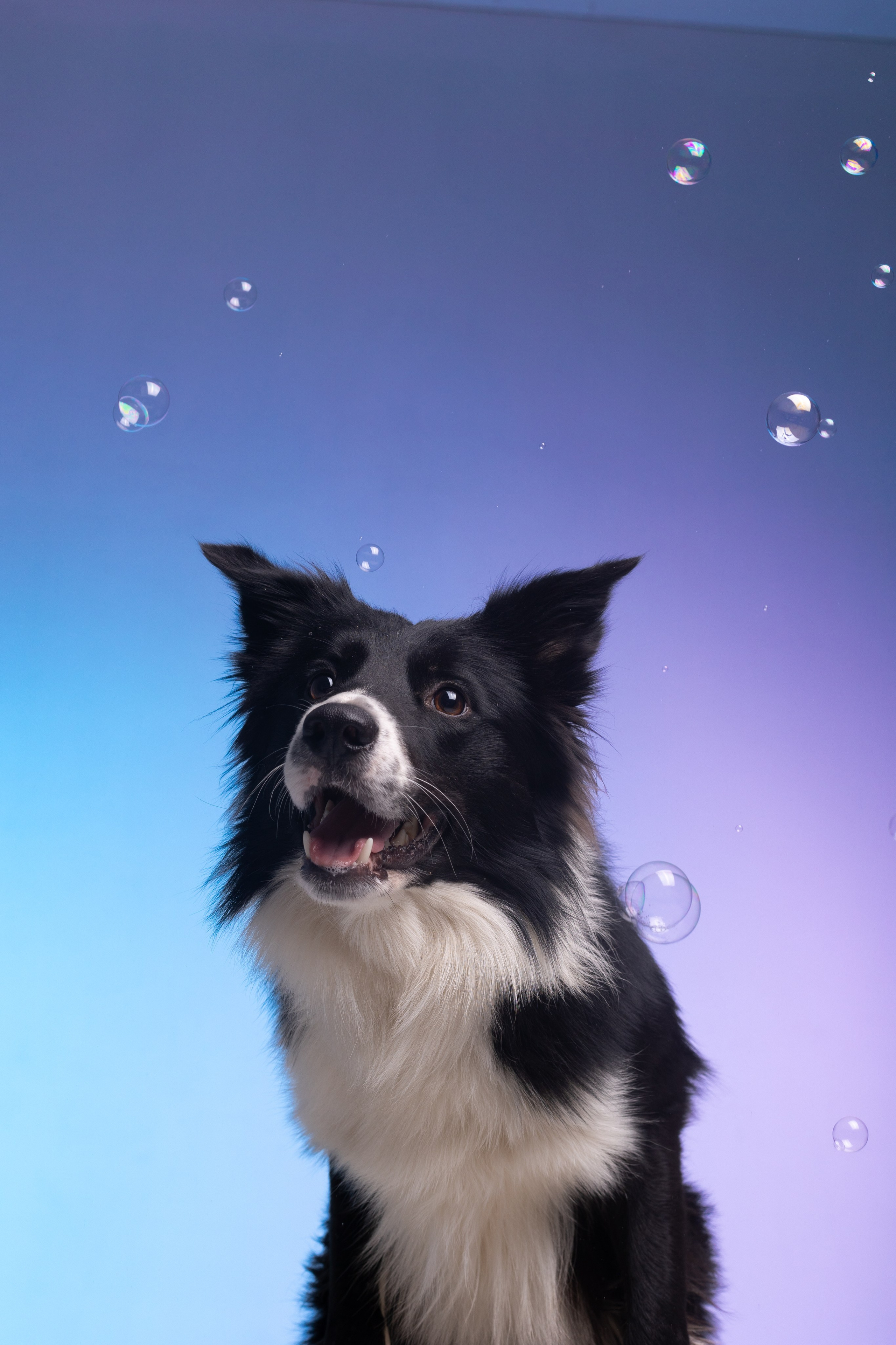 Неон. Фотограф анималист Кристина Карпова, Москва