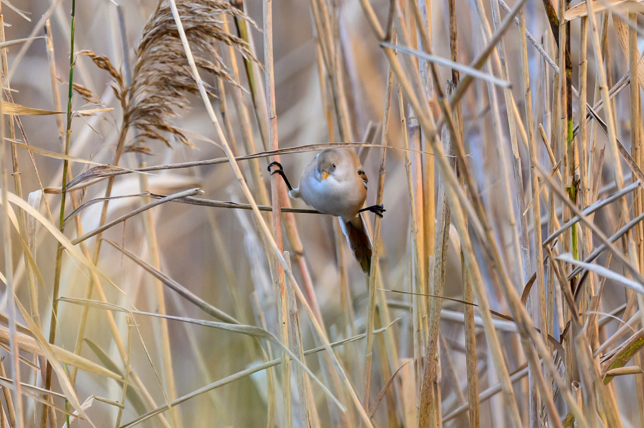 Дагестан. Ноябрь 2025. Фотограф Сергей Пупонин