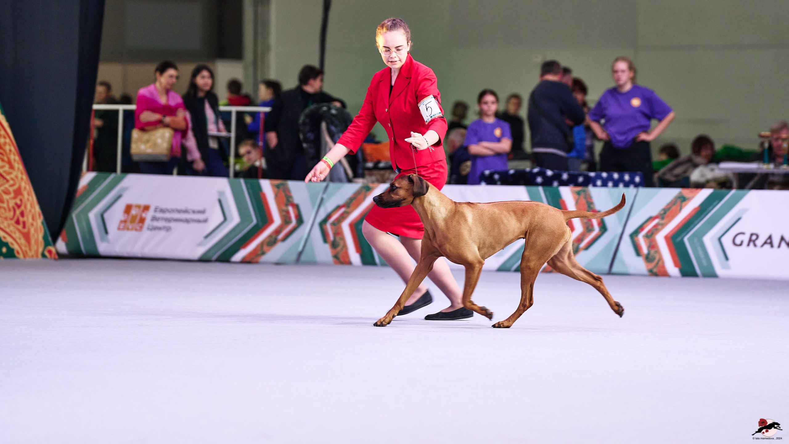 16.11.2024 «ЕВРАЗИЯ. КУБОК ПРЕЗИДЕНТА РКФ 2024»