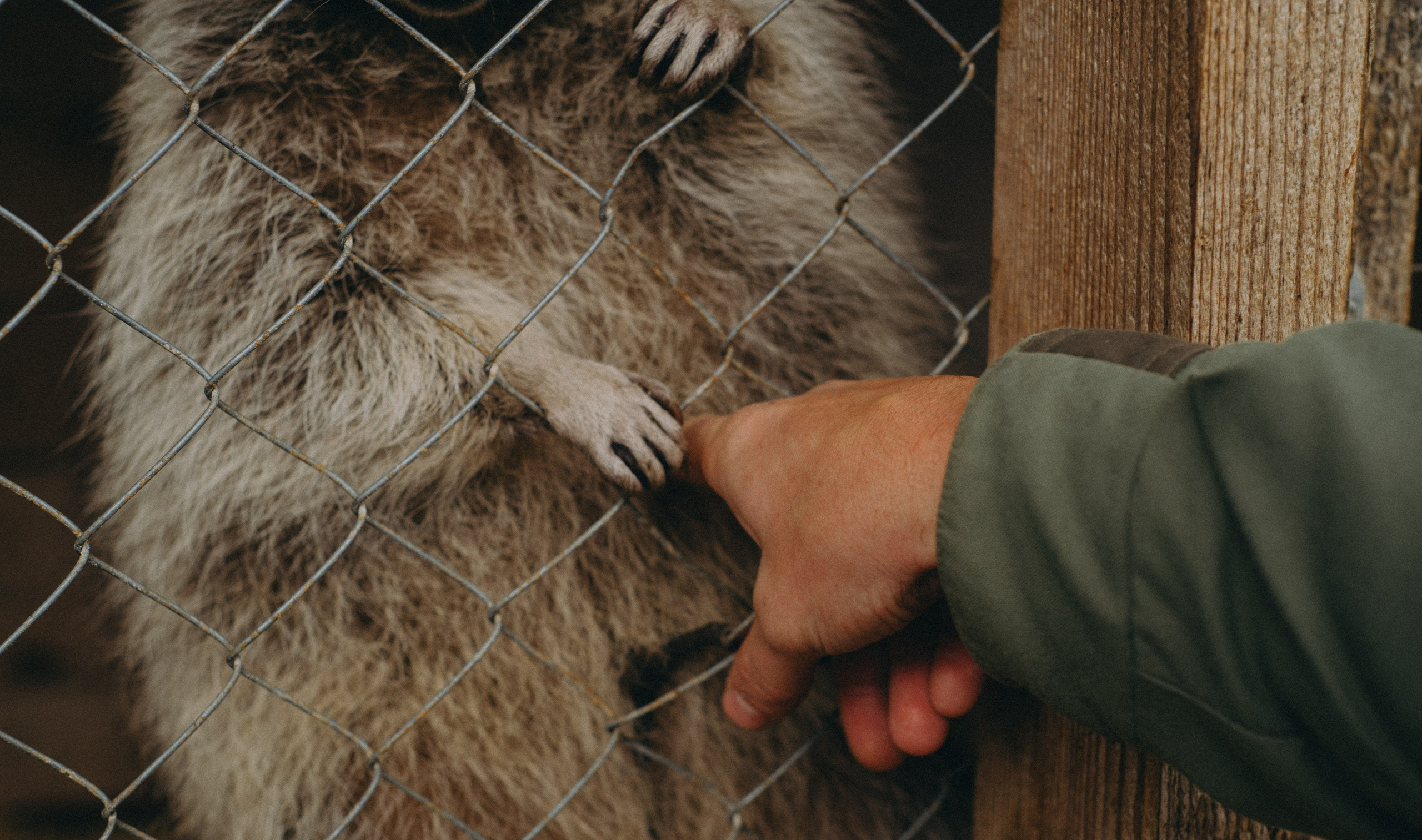 Сирин. Anita_photo