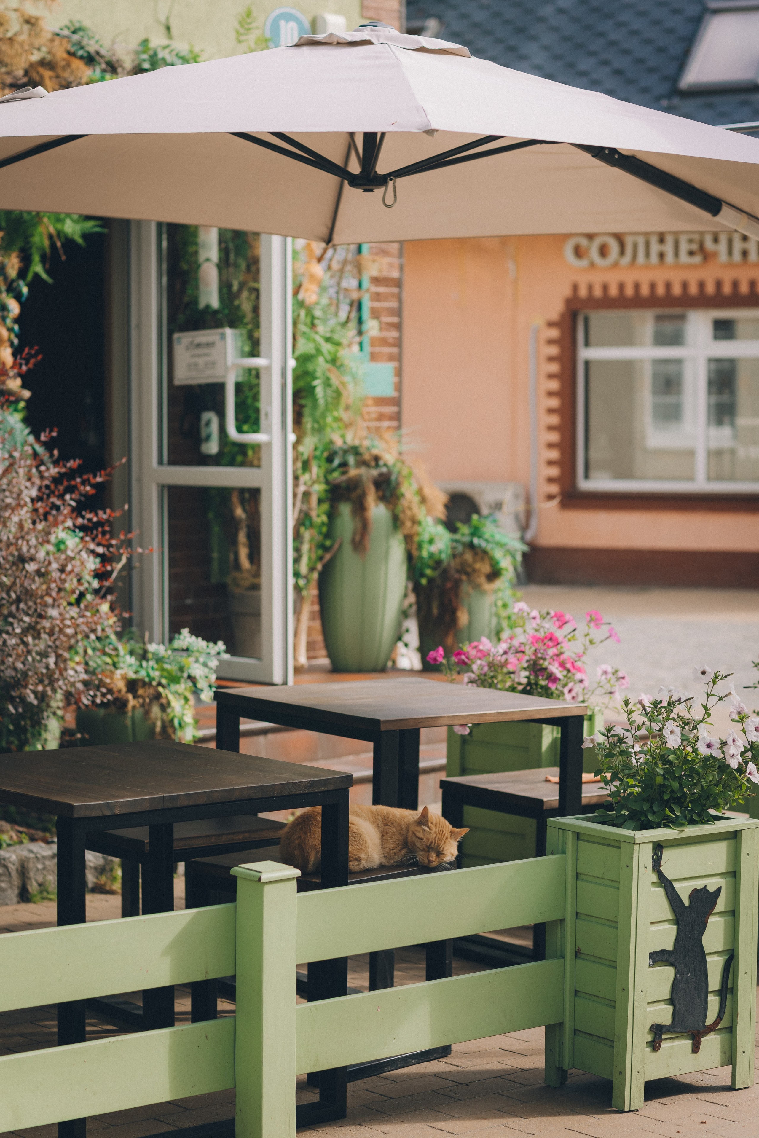 Мурчащий город. Фотограф Зеленоградск Красильникова Елена