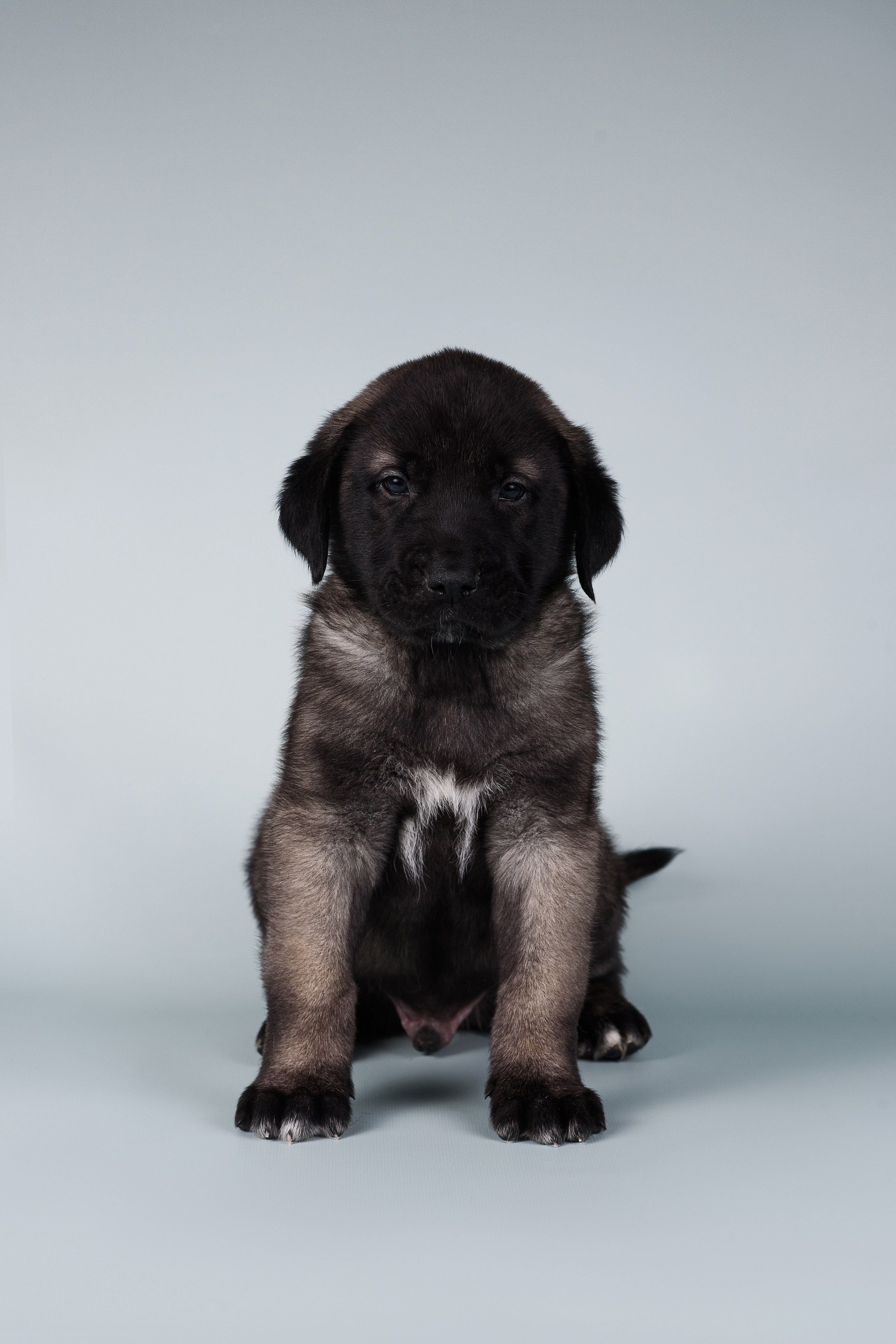 Щенки Кангальской овчарки. Фотограф — Анималист | Анна Абрамова