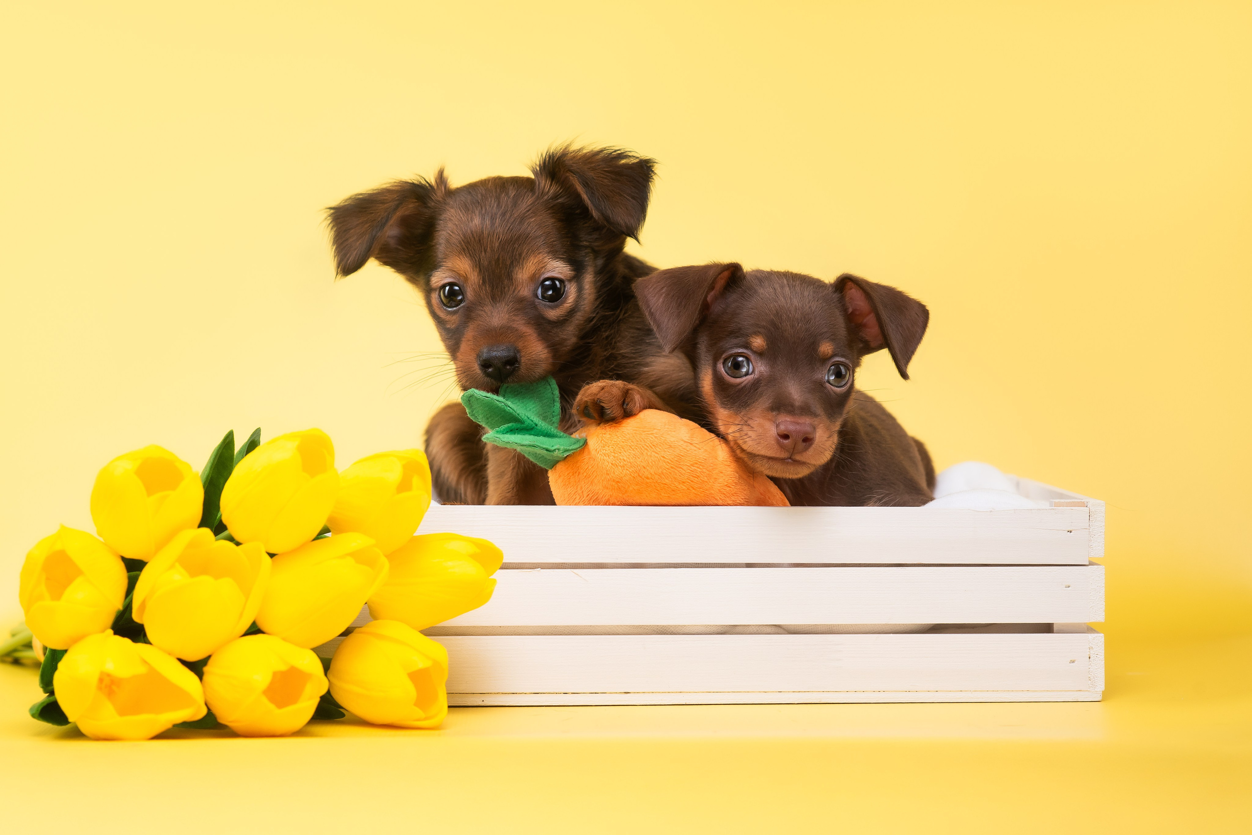 Пражские крысарики — 02.04.2025. Фотограф — Анималист | Анна Абрамова