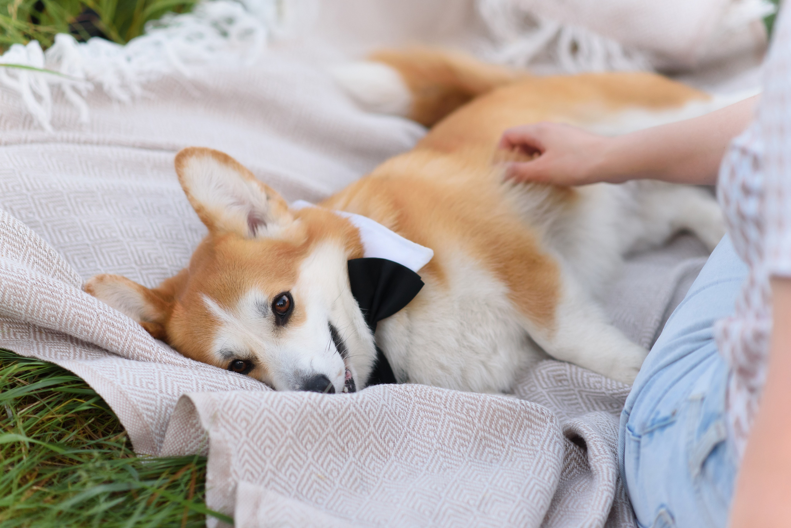 Максим, Надя, Шелби и Рой — 31.05.2025. Фотограф — Анималист | Анна Абрамова