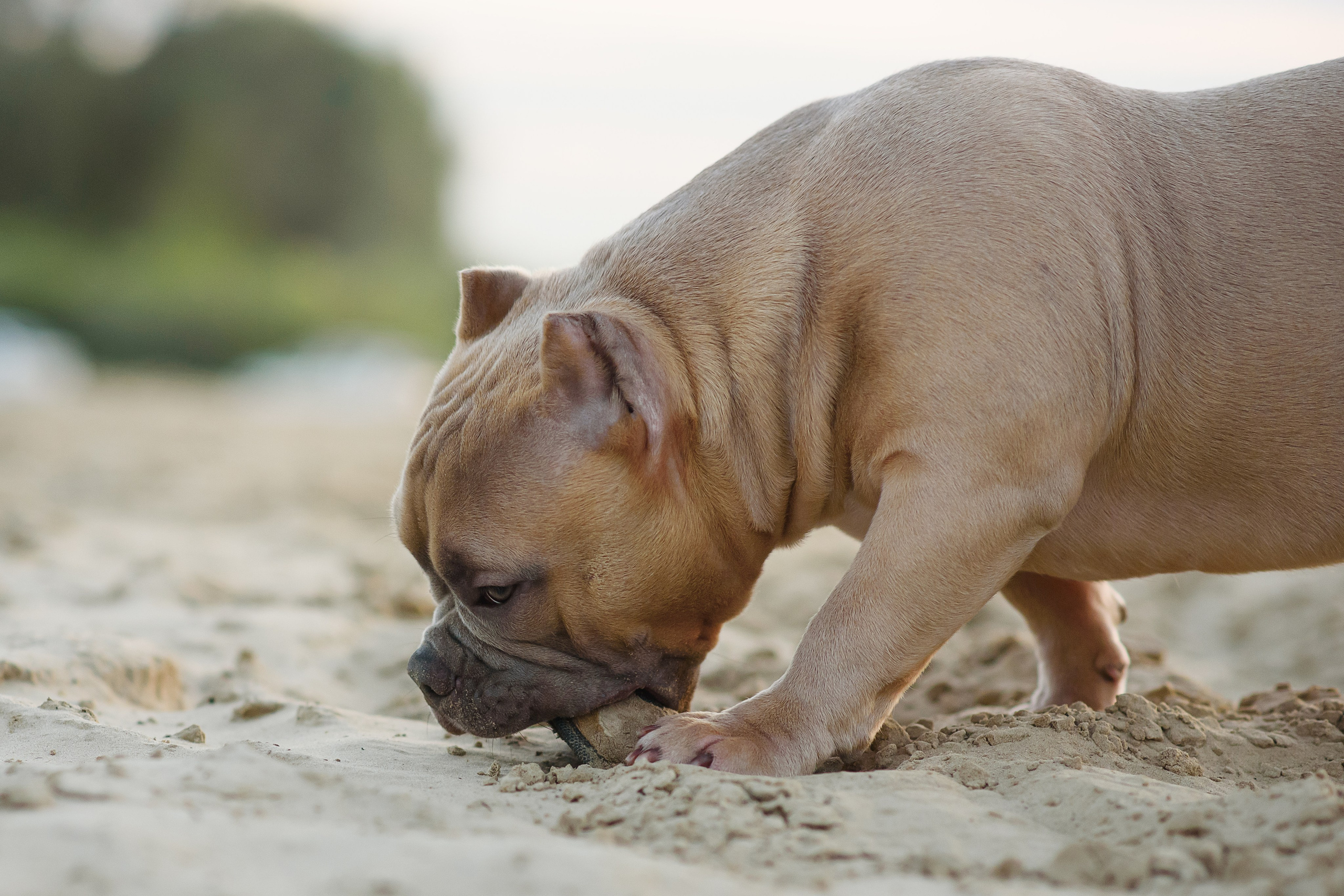 Аляска — Амбулли — 23.08.2024. Фотограф — Анималист | Анна Абрамова