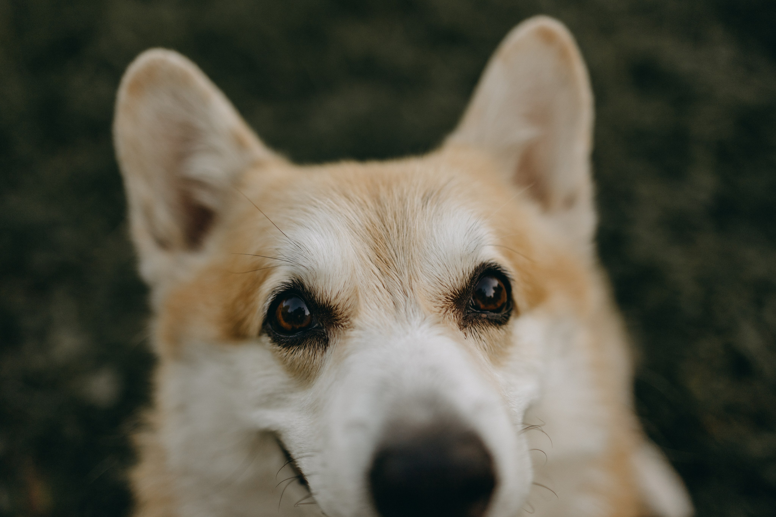 Кристина и Шелби. Фотограф — Анималист | Санкт-Петербург