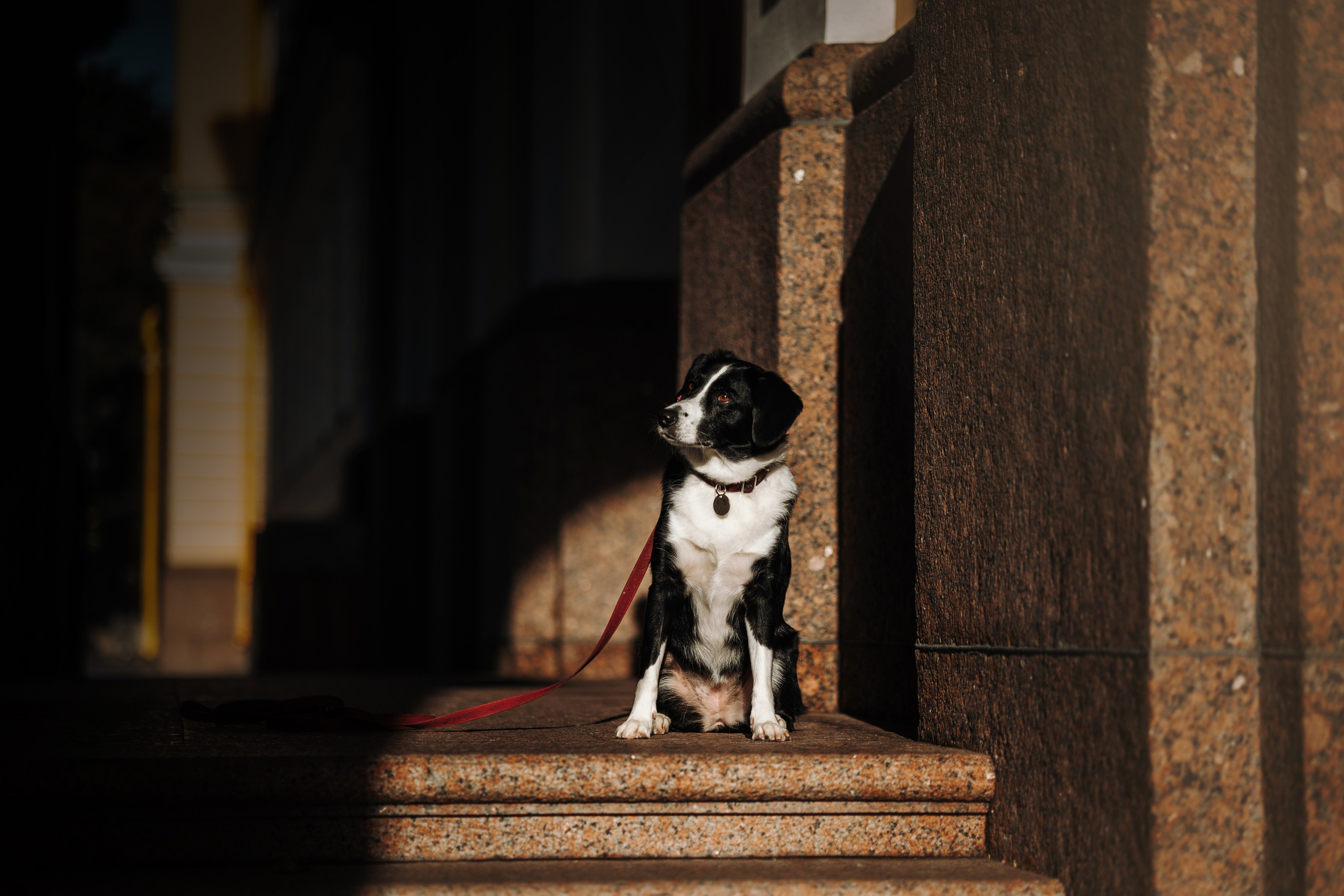 Мишель и ее семья. Фотограф — Анималист | Санкт-Петербург