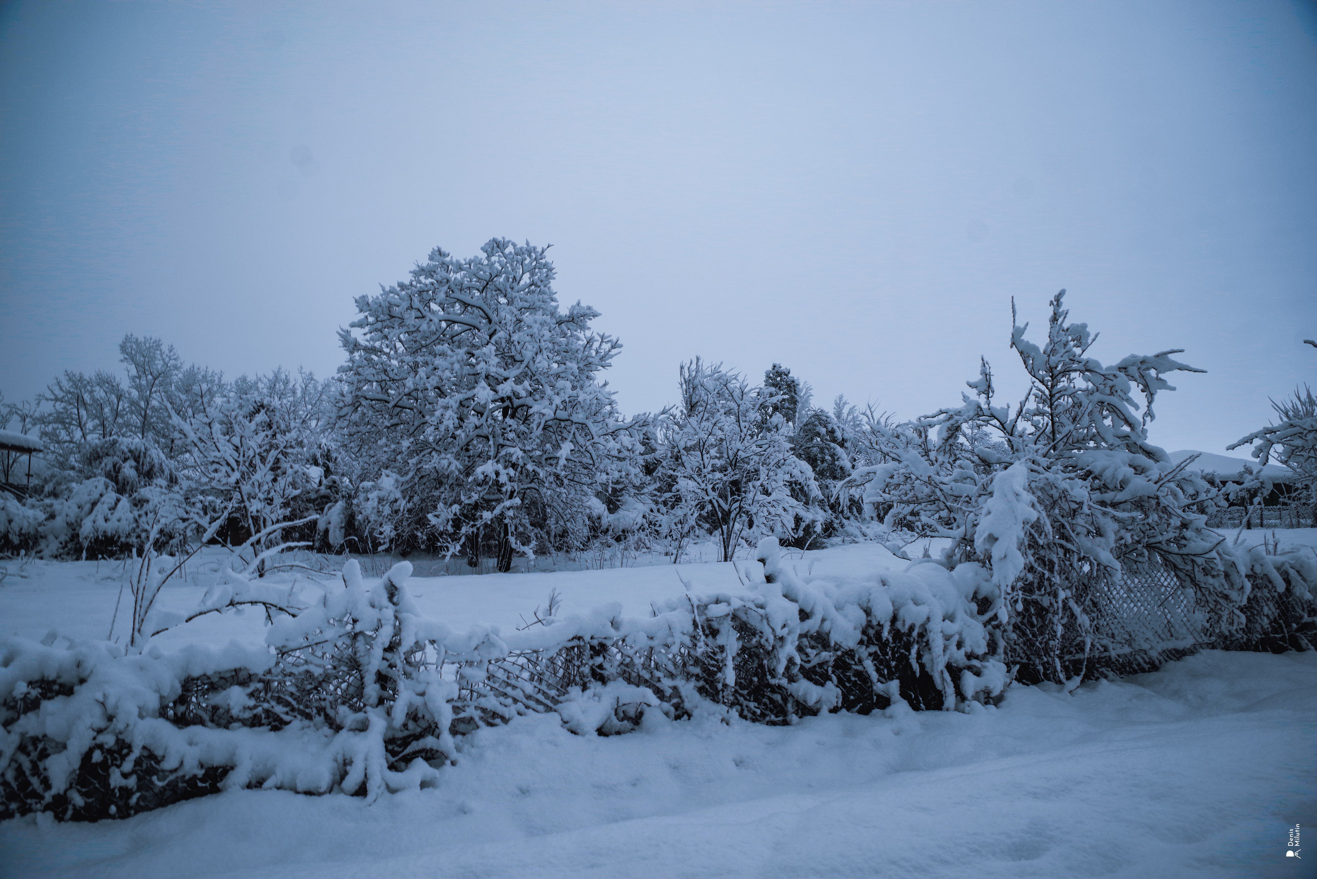 Спящий Менджи зимой. Портретный фотограф Денис Милютин