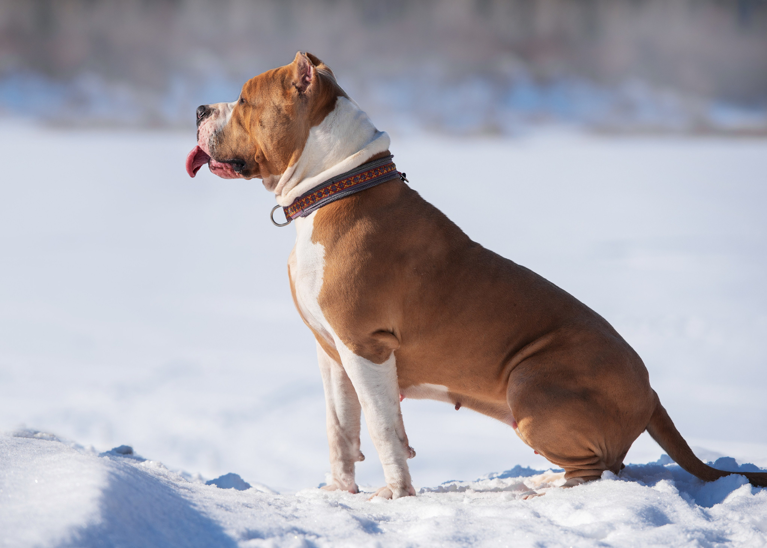 Булли. Дог-фотограф в Тюмени Александра Королева