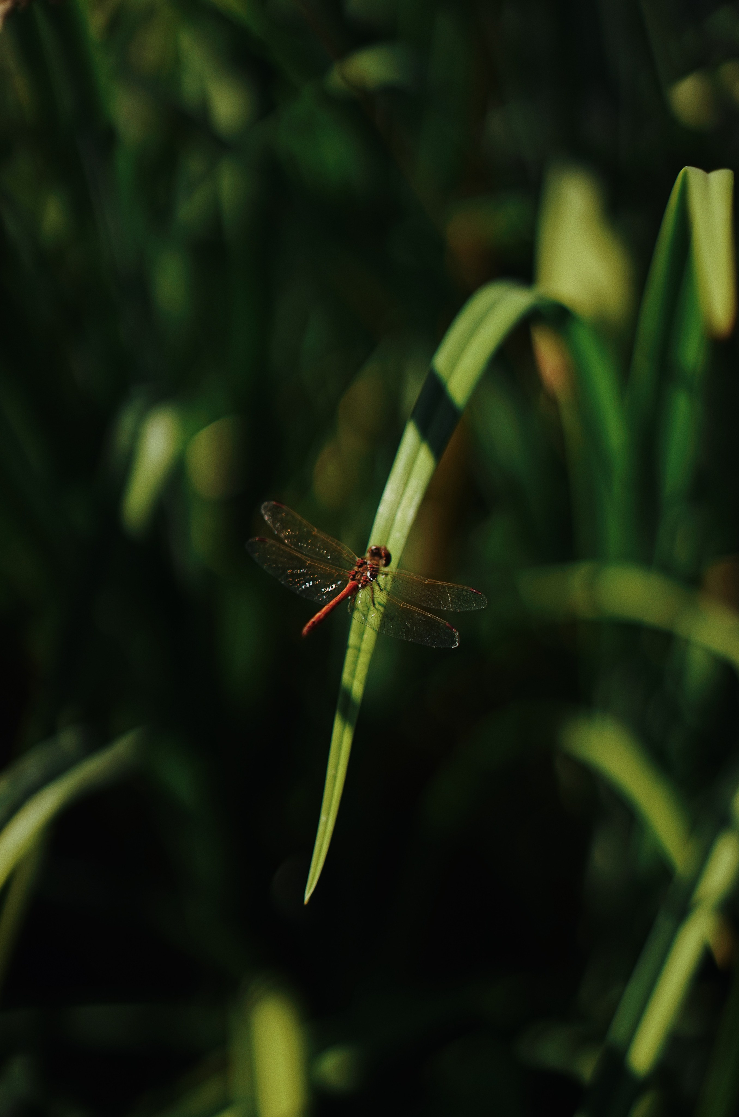 Nature. Ксения Копна. Фотограф из Санкт-Петербурга
