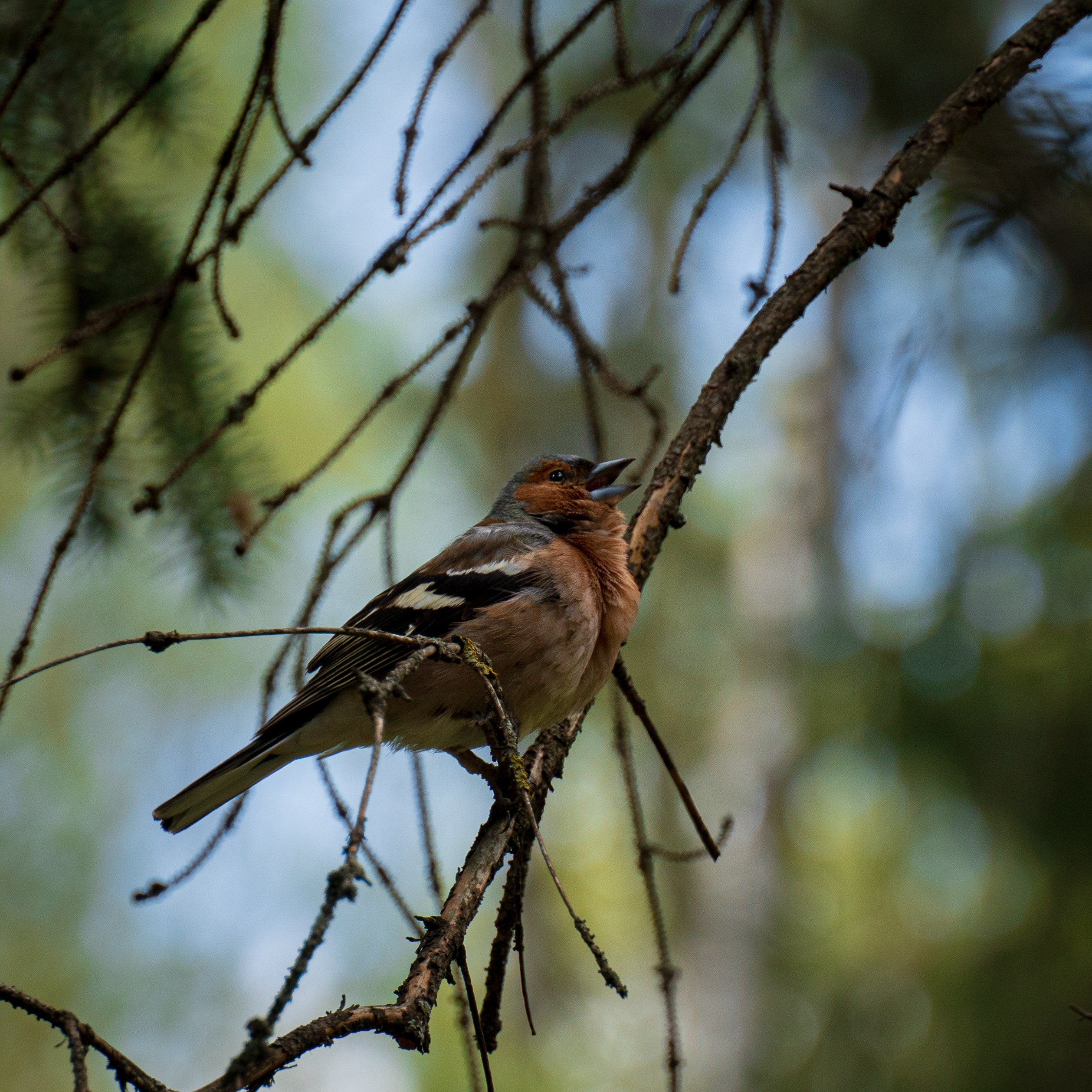 Птицы. Photographer Pavel Romashchenko