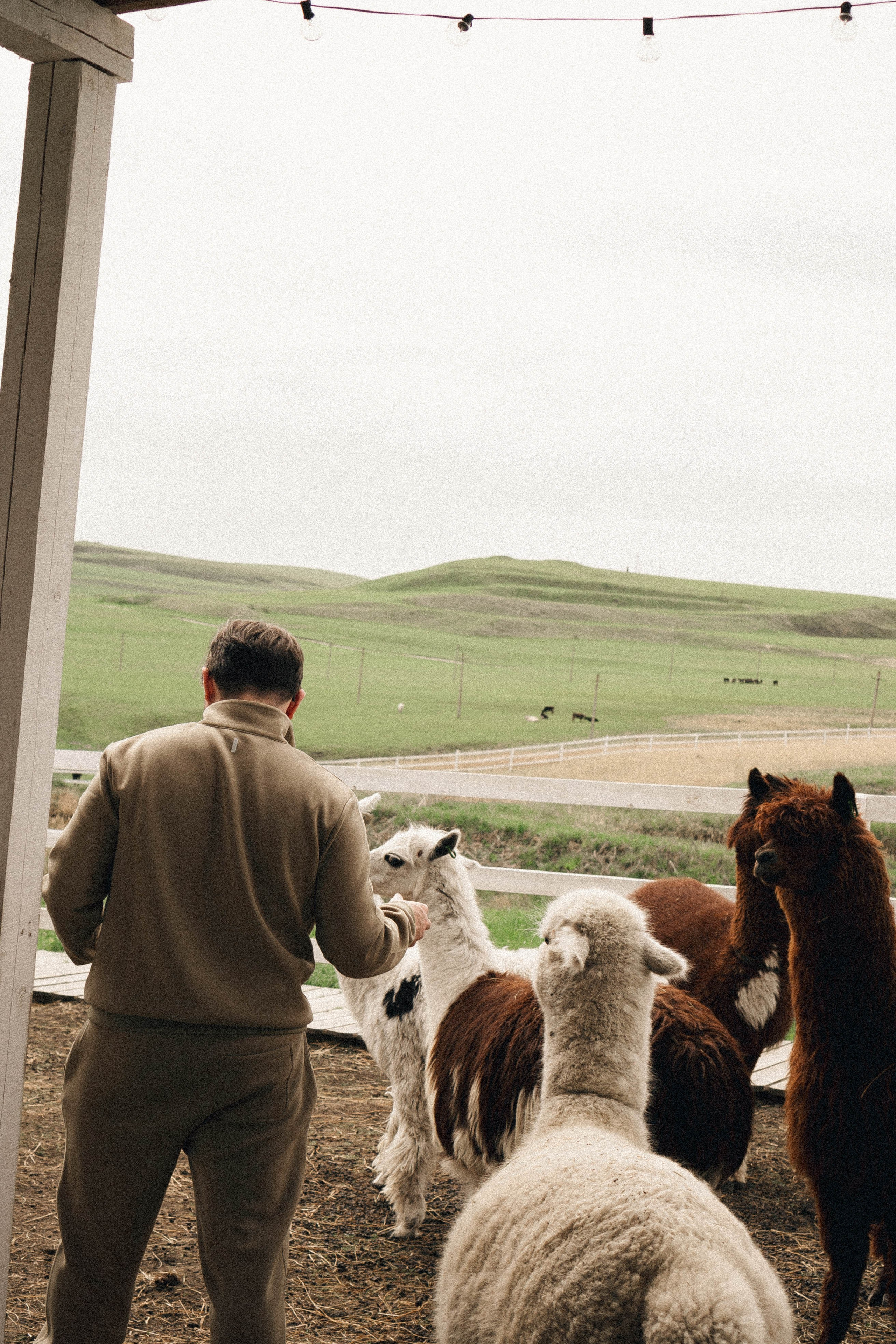 Ферма Альпак. Профессиональный фотограф, Санкт-Петербург — Виктория Богомолова