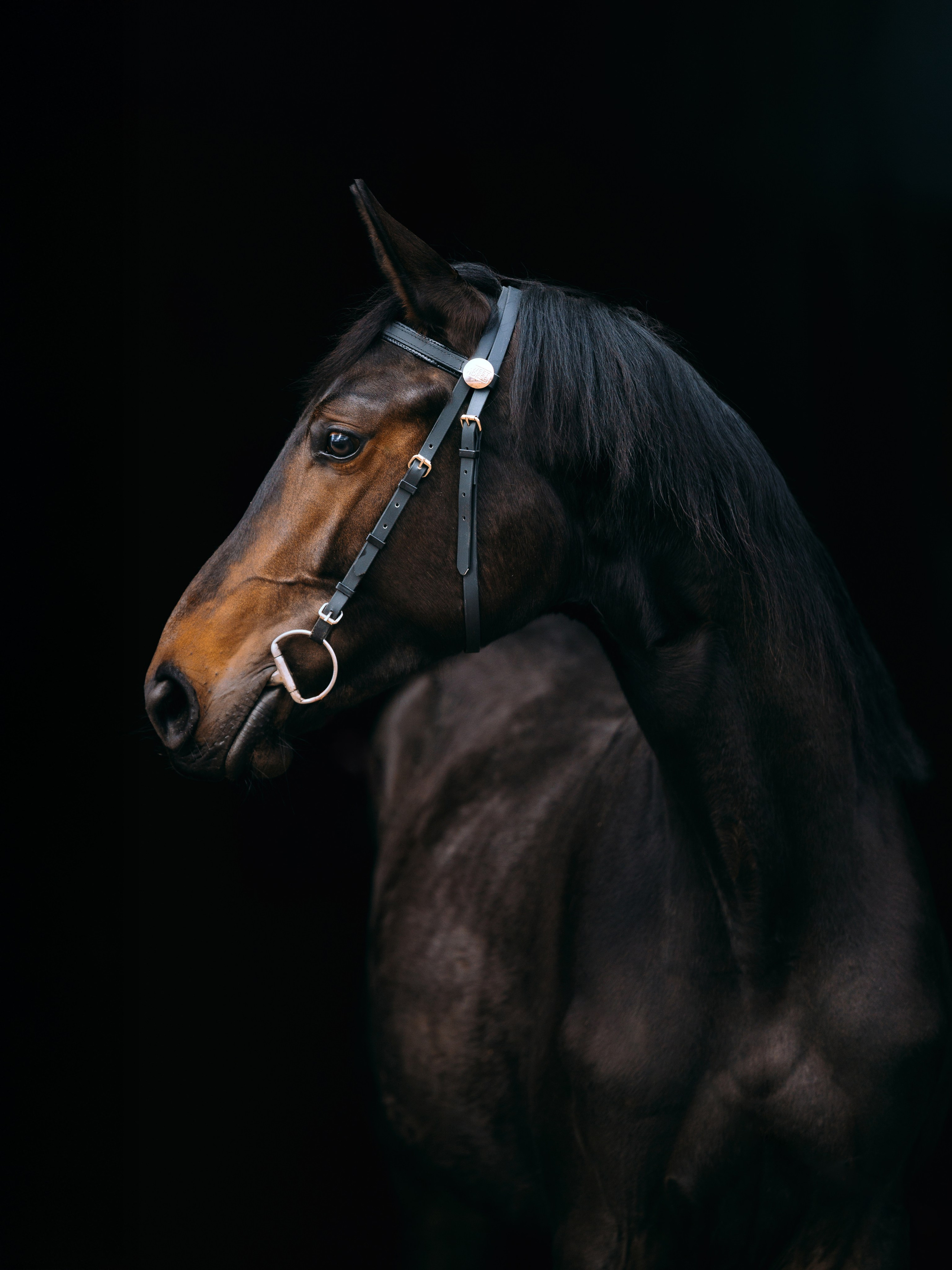 На черном фоне. Фотограф-анималист Ксендзова Кристина