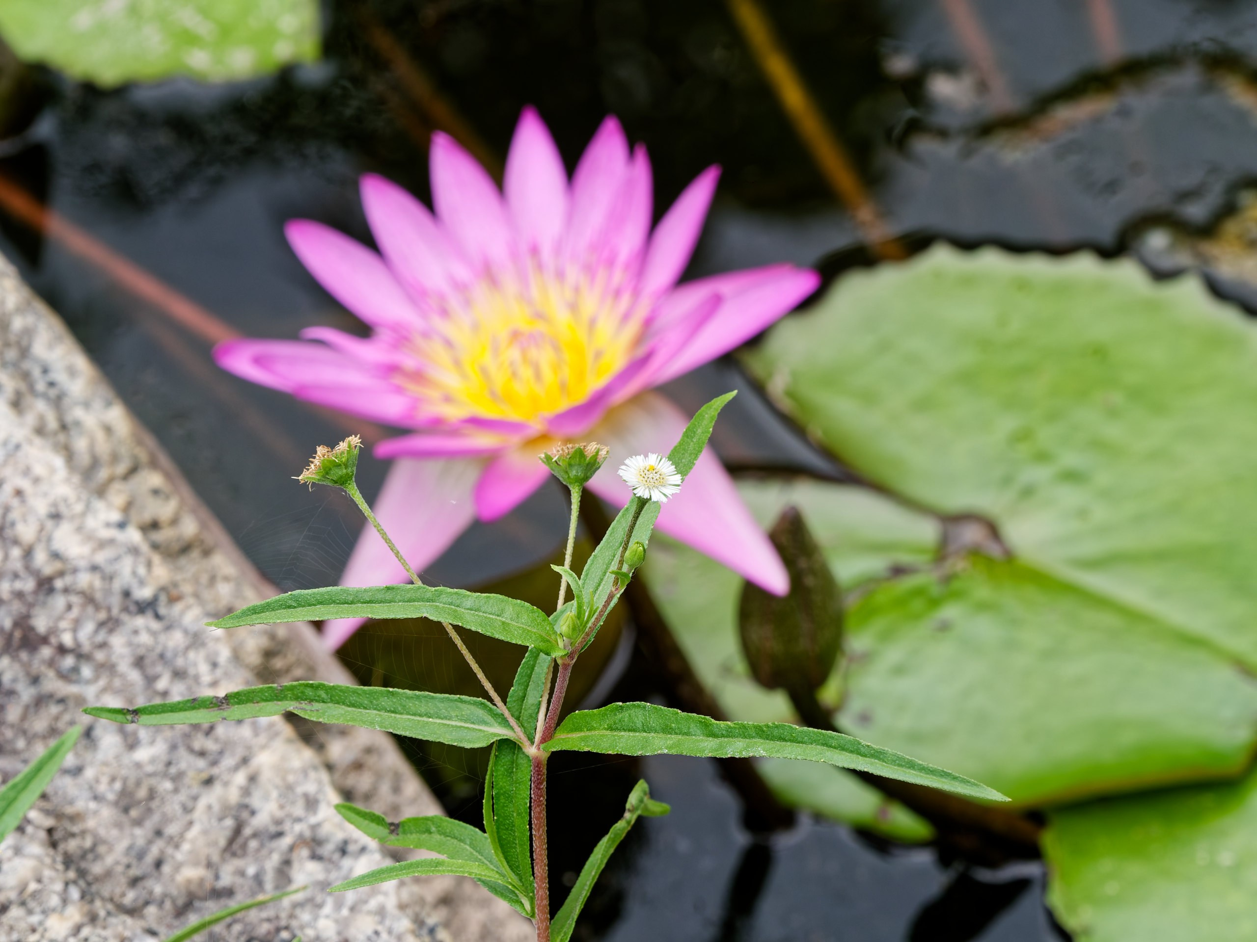 Хайнань 2026, флора, цветы и деревья. Фотопрогулки по Миру