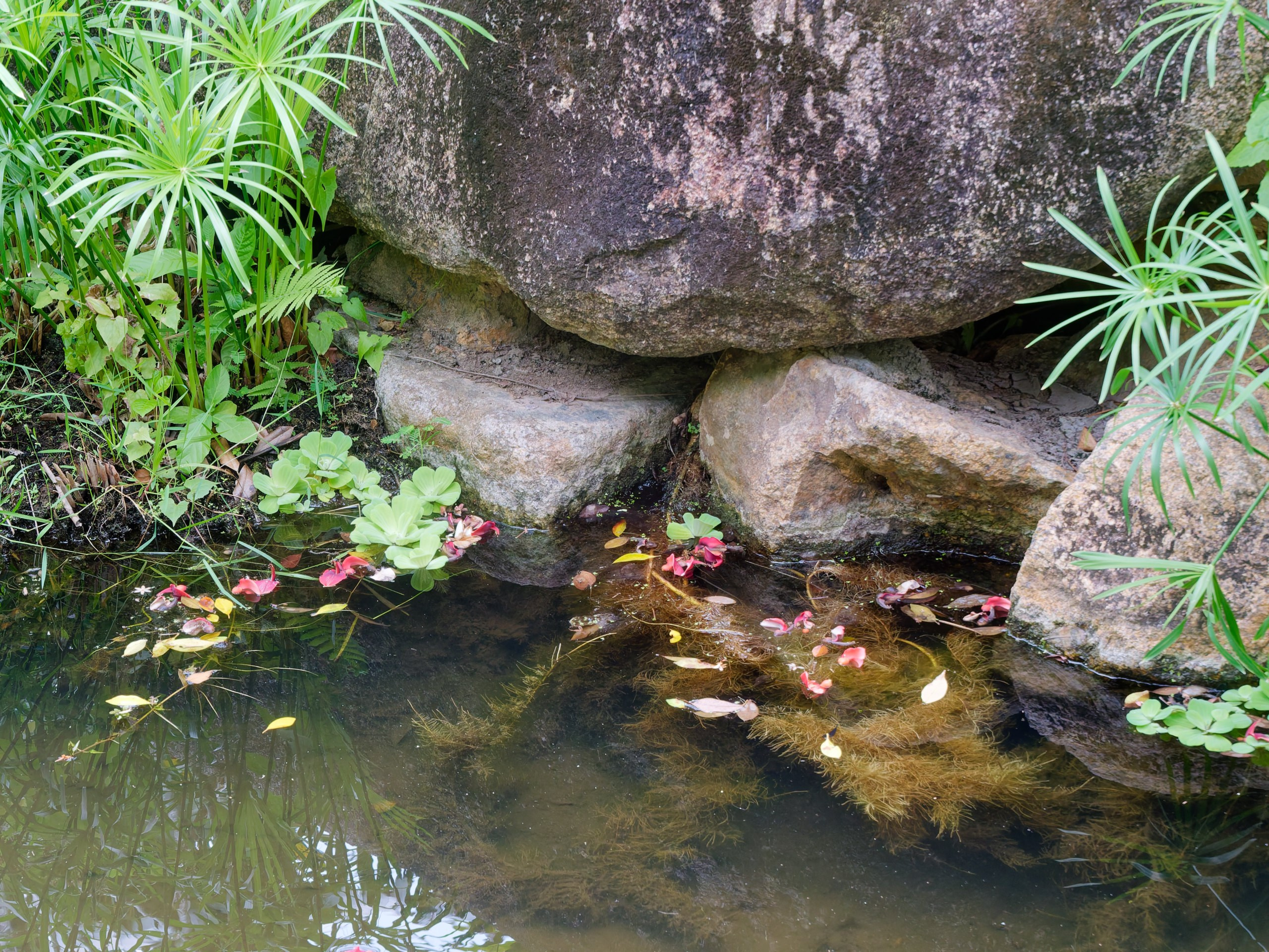 Хайнань 2026, флора, цветы и деревья. Фотопрогулки по Миру