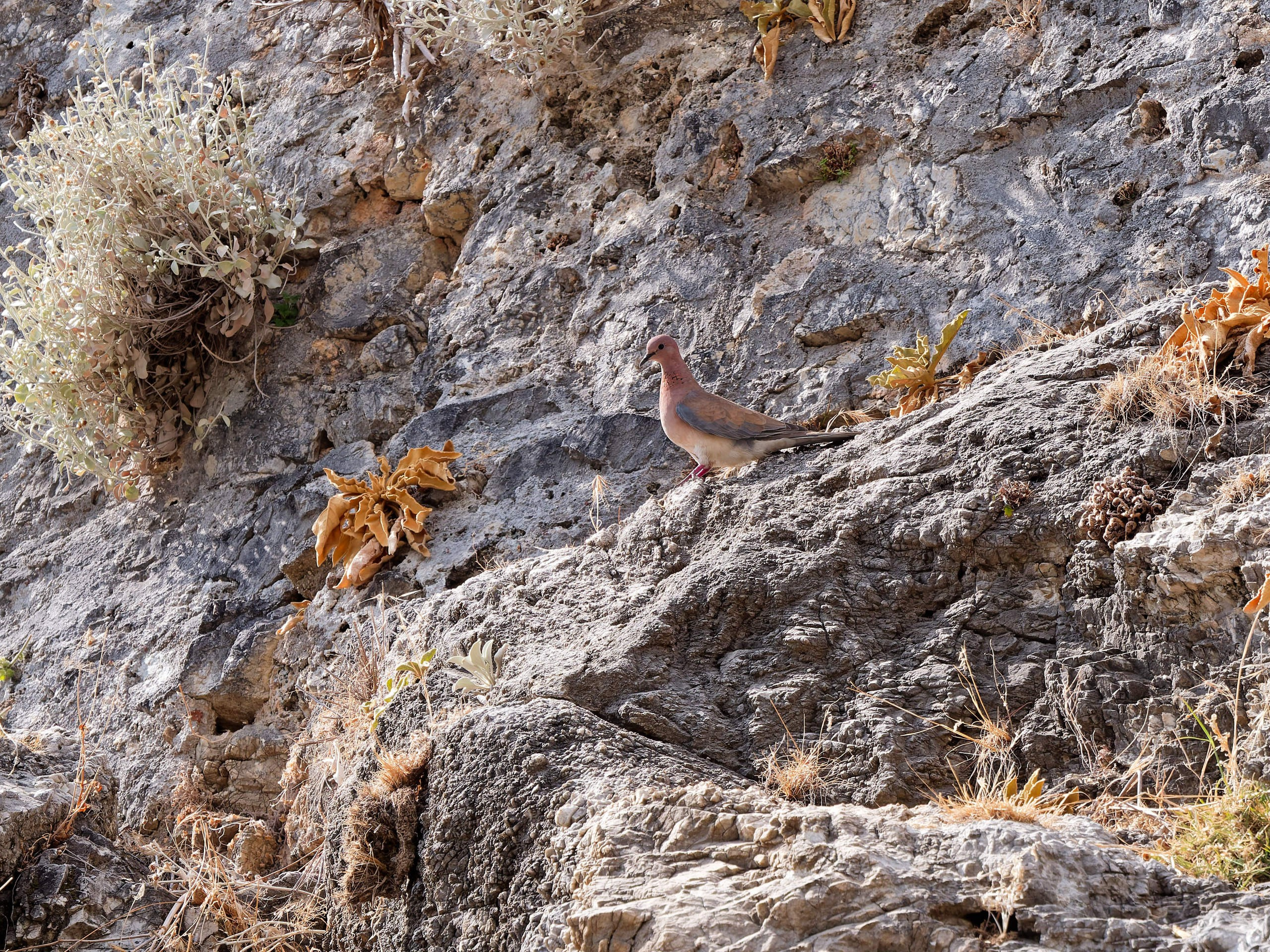 Алания 2025, крепость Alanya Kalesi. Избранные фотографии