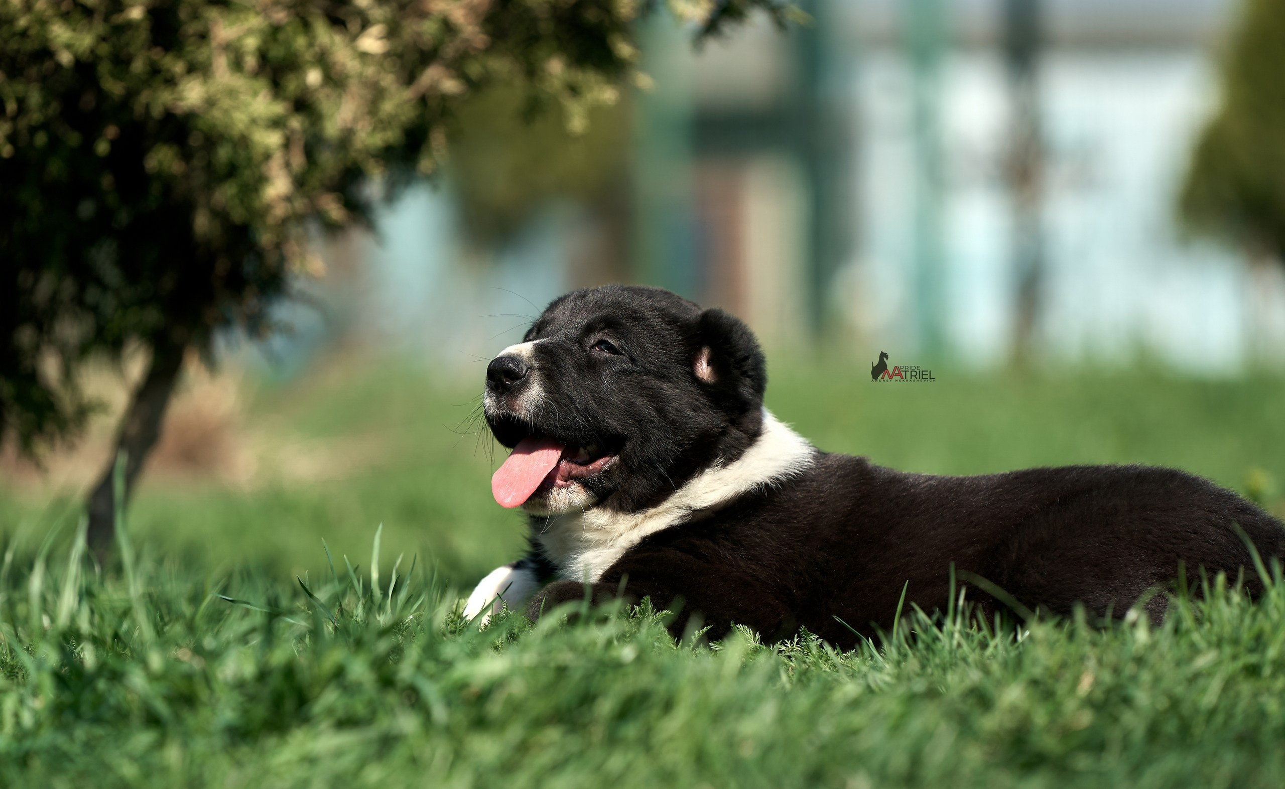 Среднеазиаты — щенки и взрослые