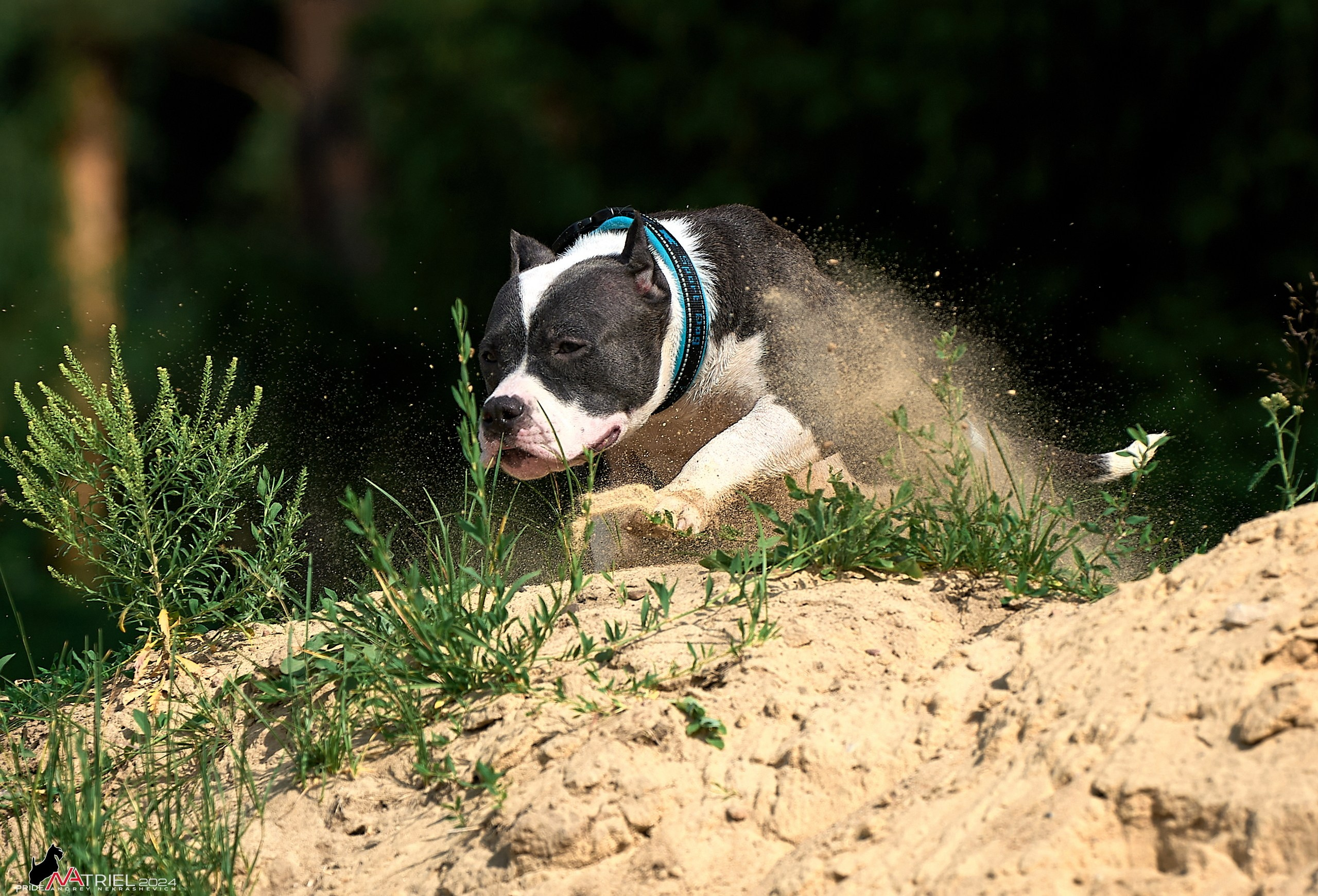 Фотопрогулка с булли