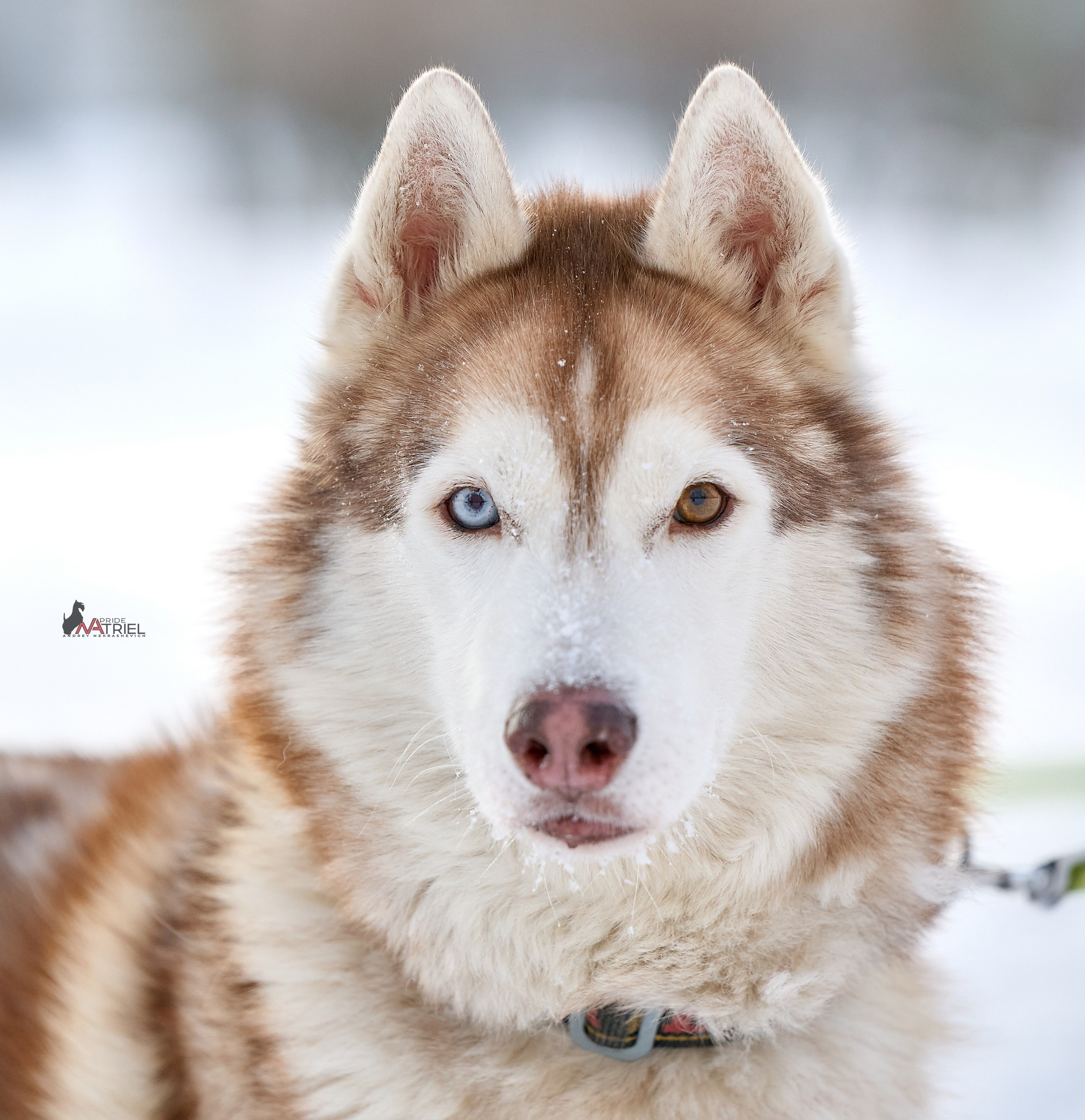 Портреты собак — галерея NATRIEL