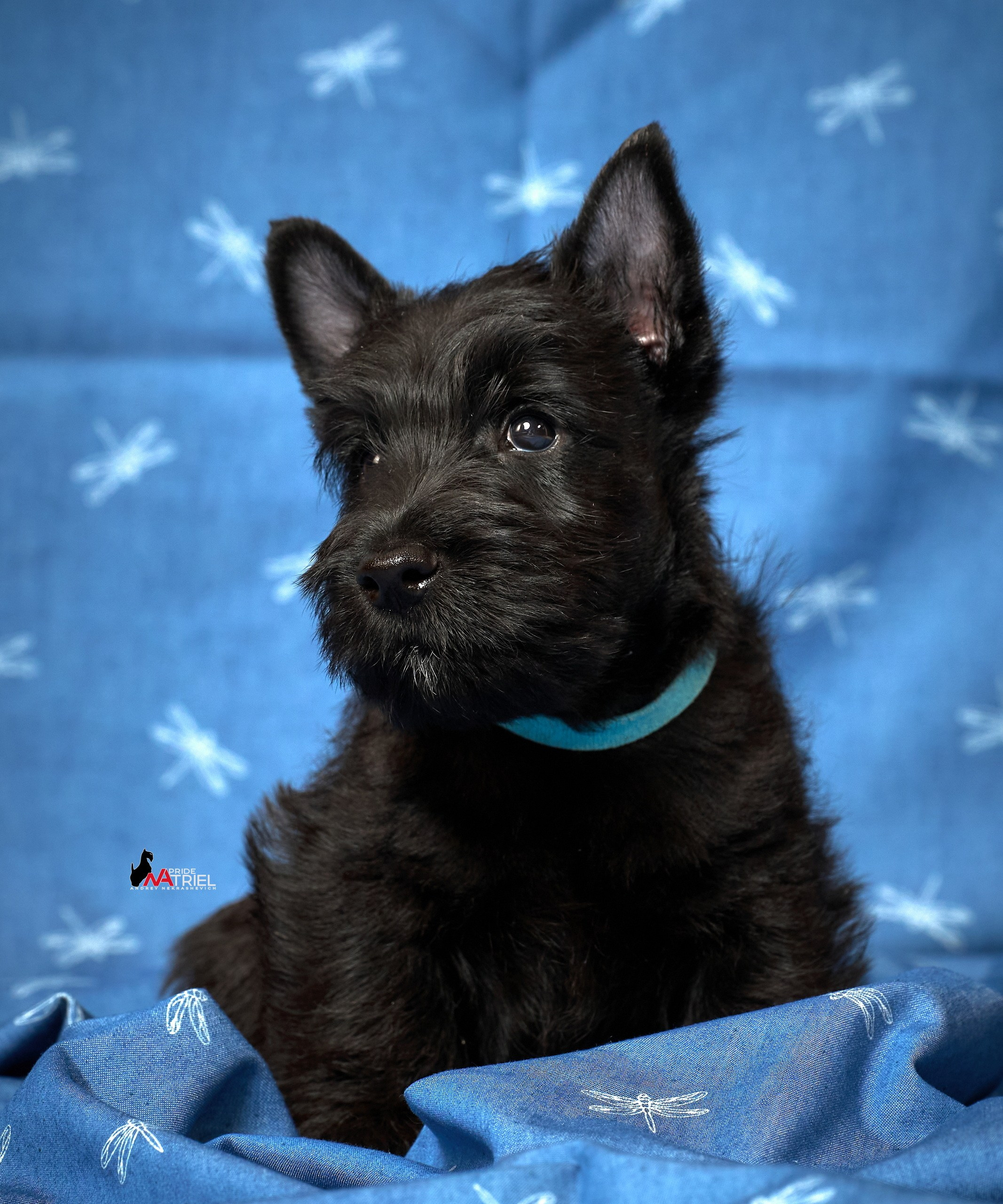 Щенки дома — галерея NATRIEL