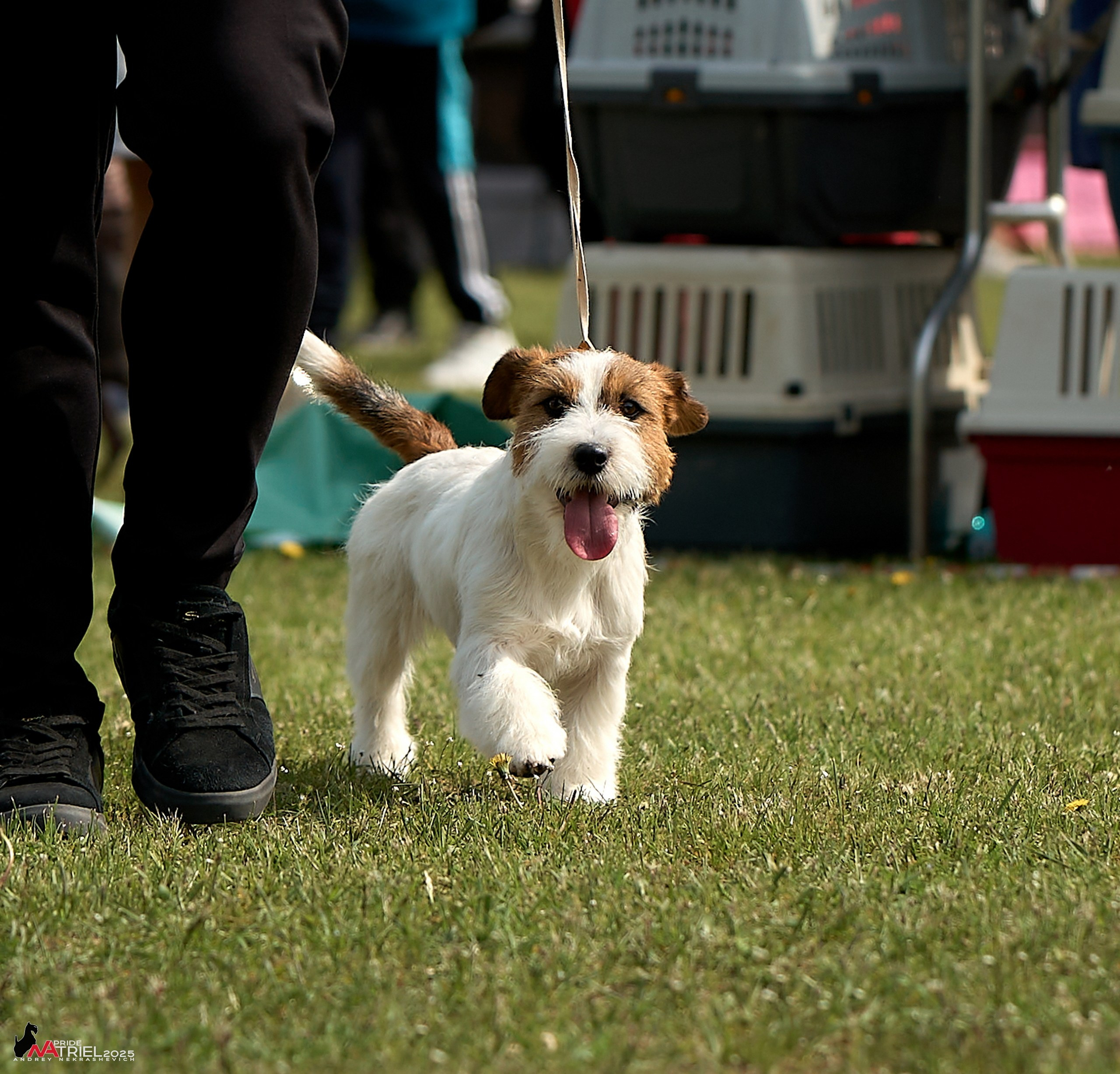 Выставка собак Суздаль-Владимир