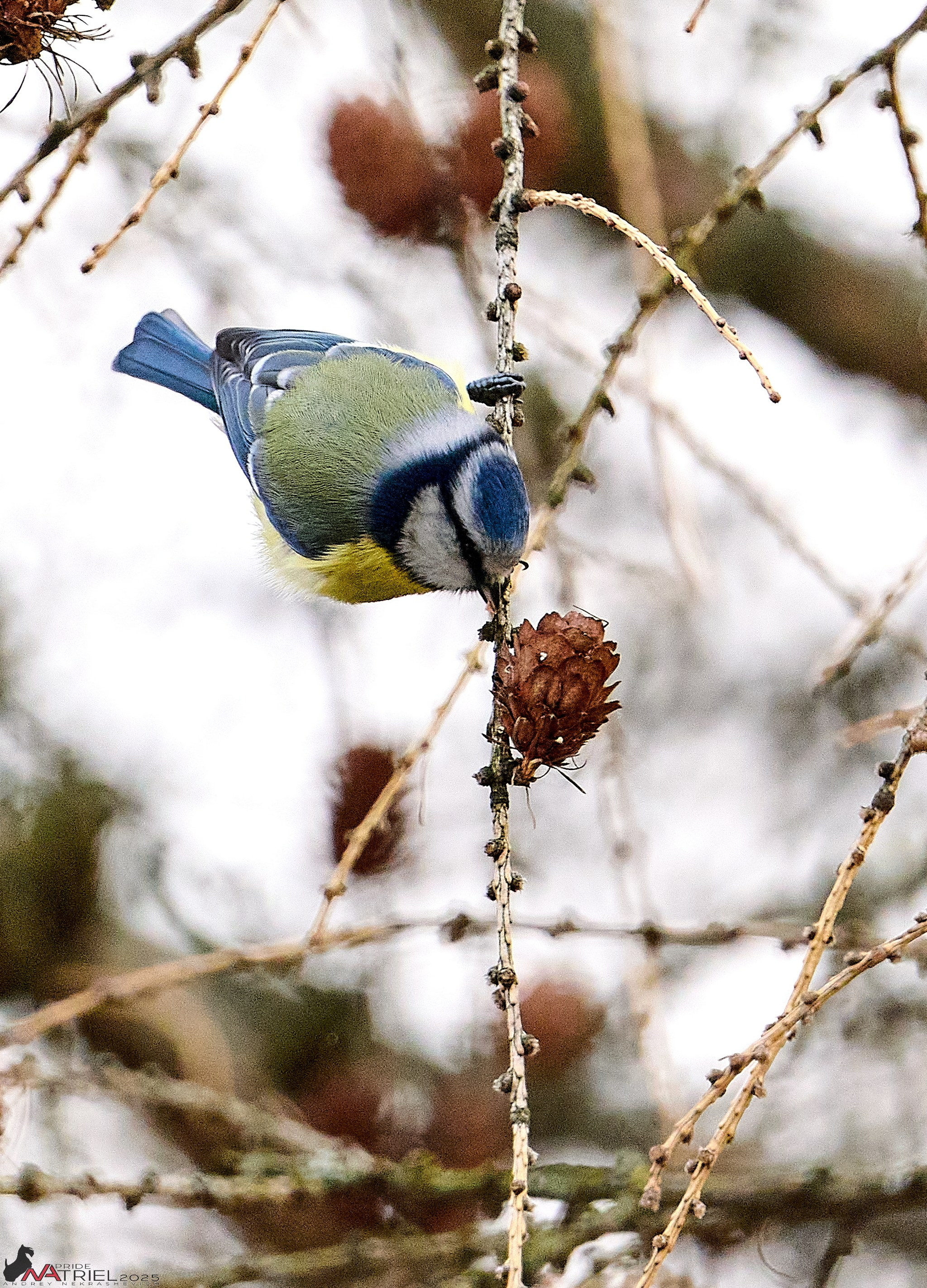 Фотопрогулка "вокруг дома"