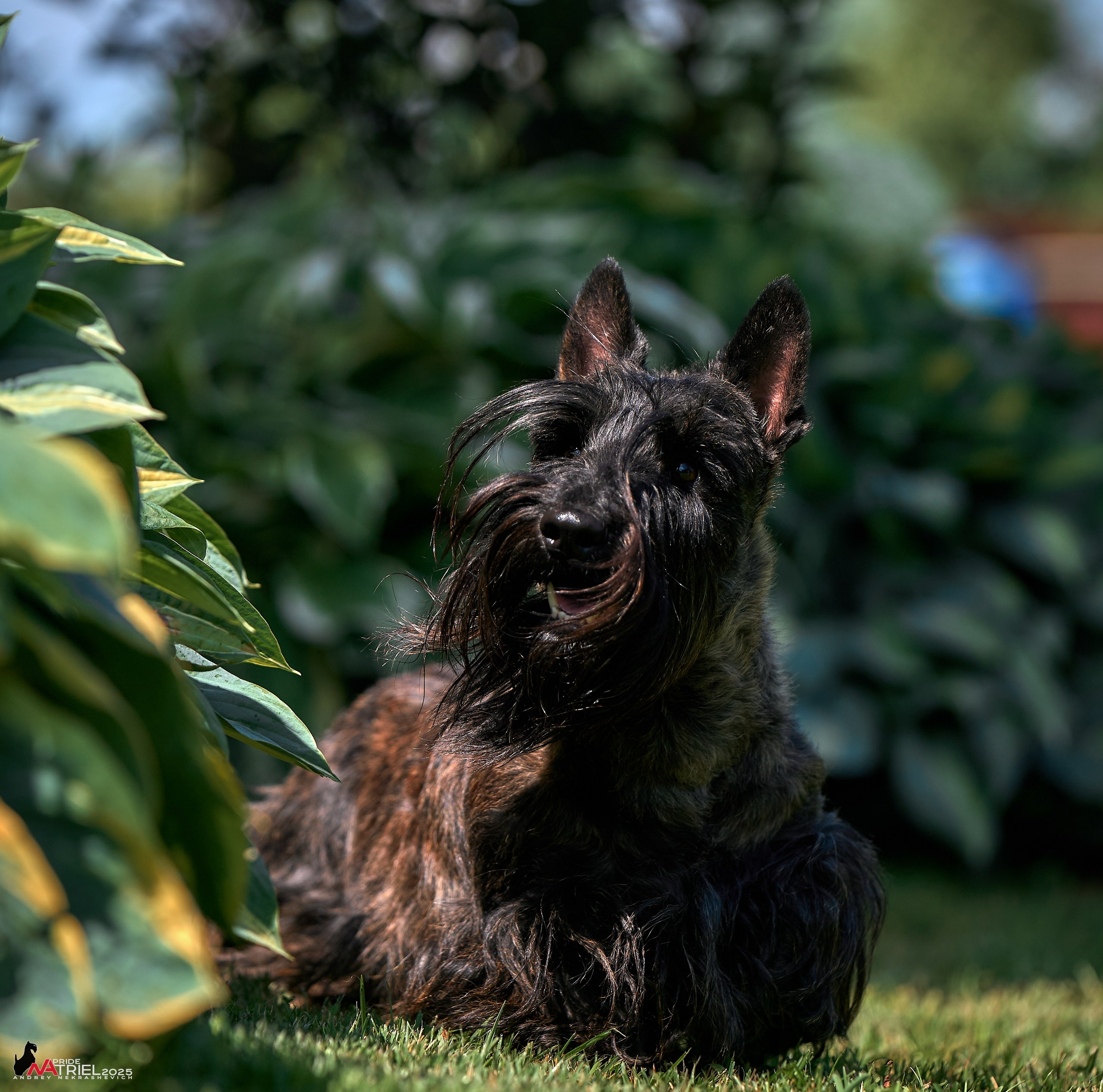 Алабаи и скотч-терьеры в питомнике у Ольги