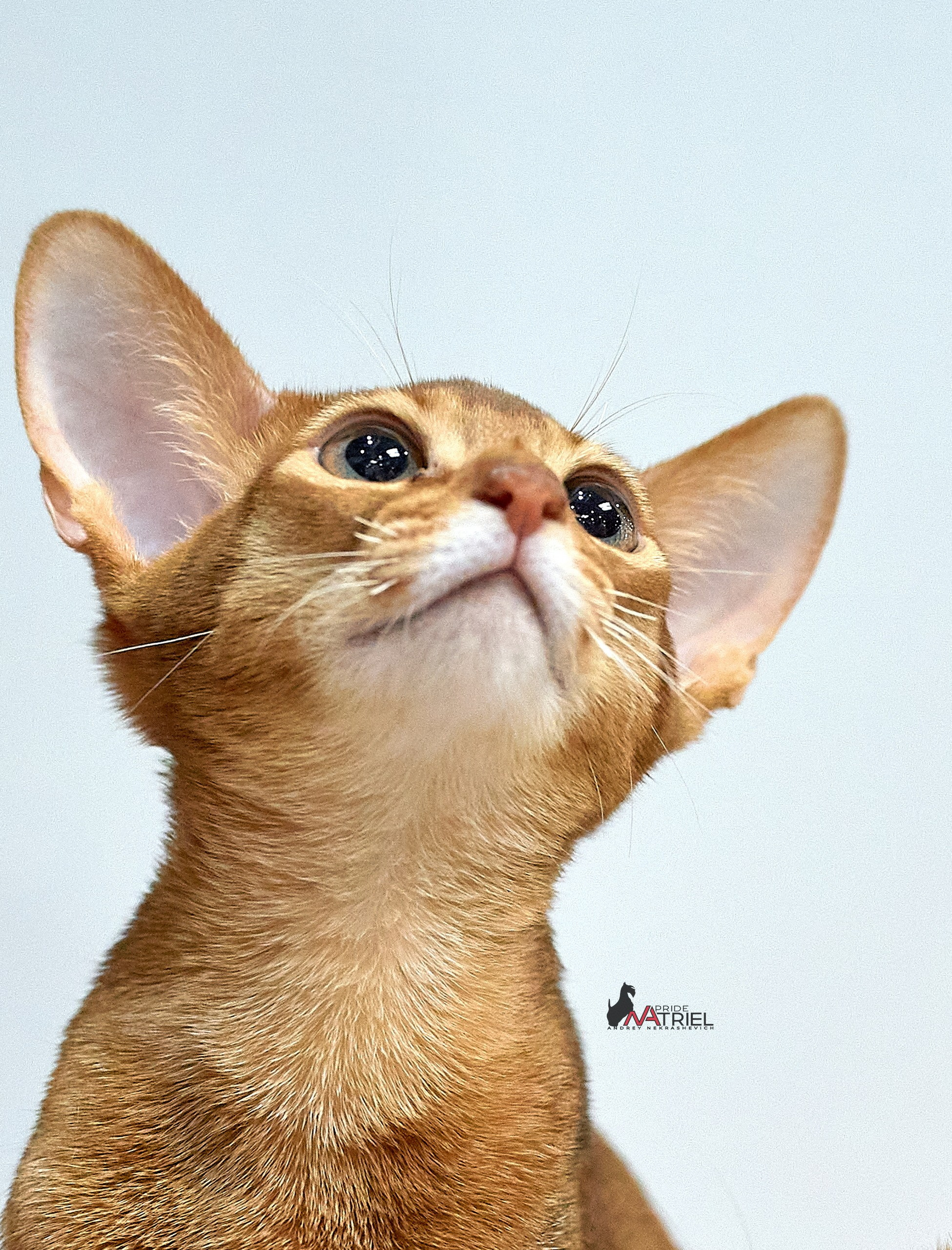 Кошки на выставках — галерея NATRIEL