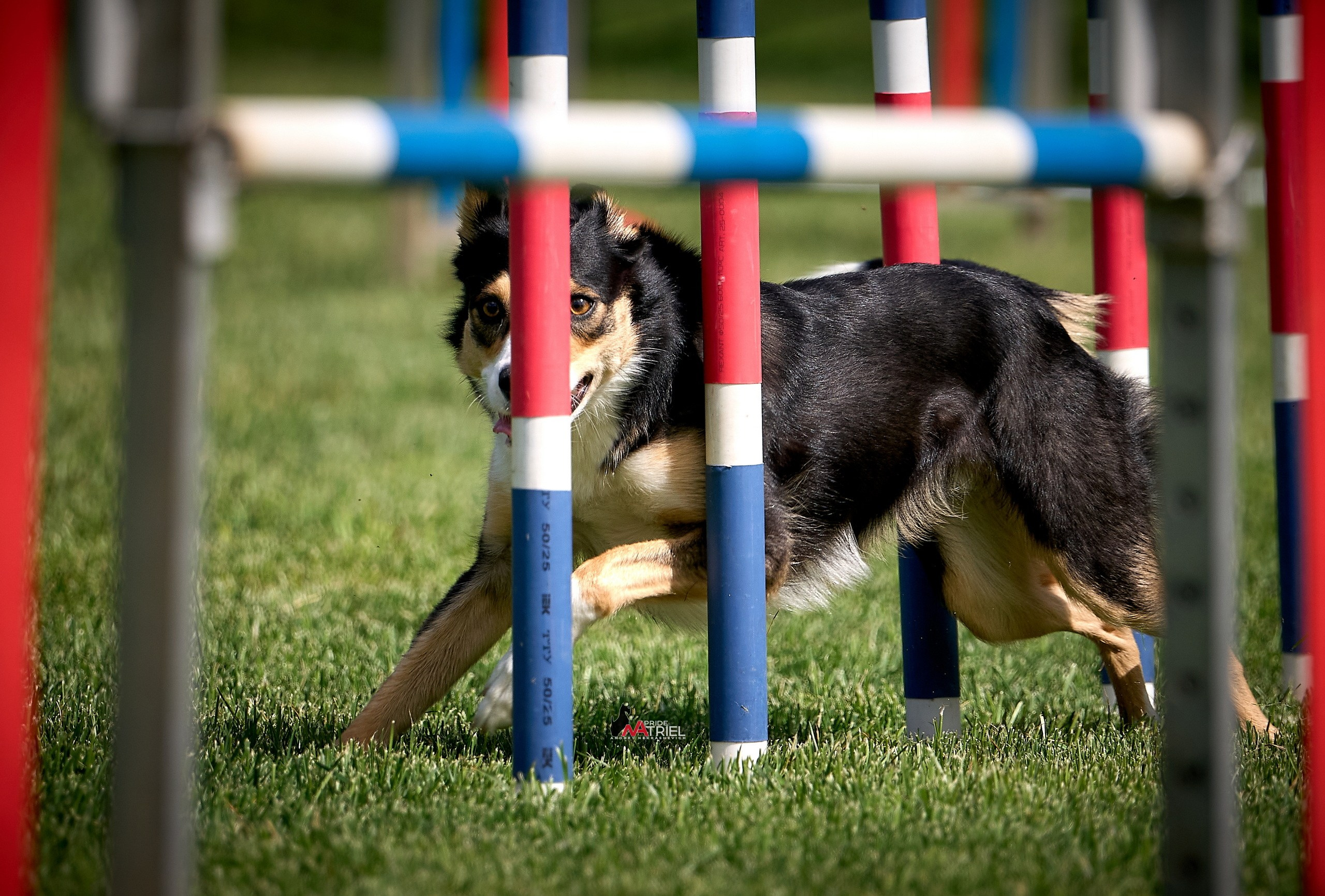 Аджилити — галерея NATRIEL