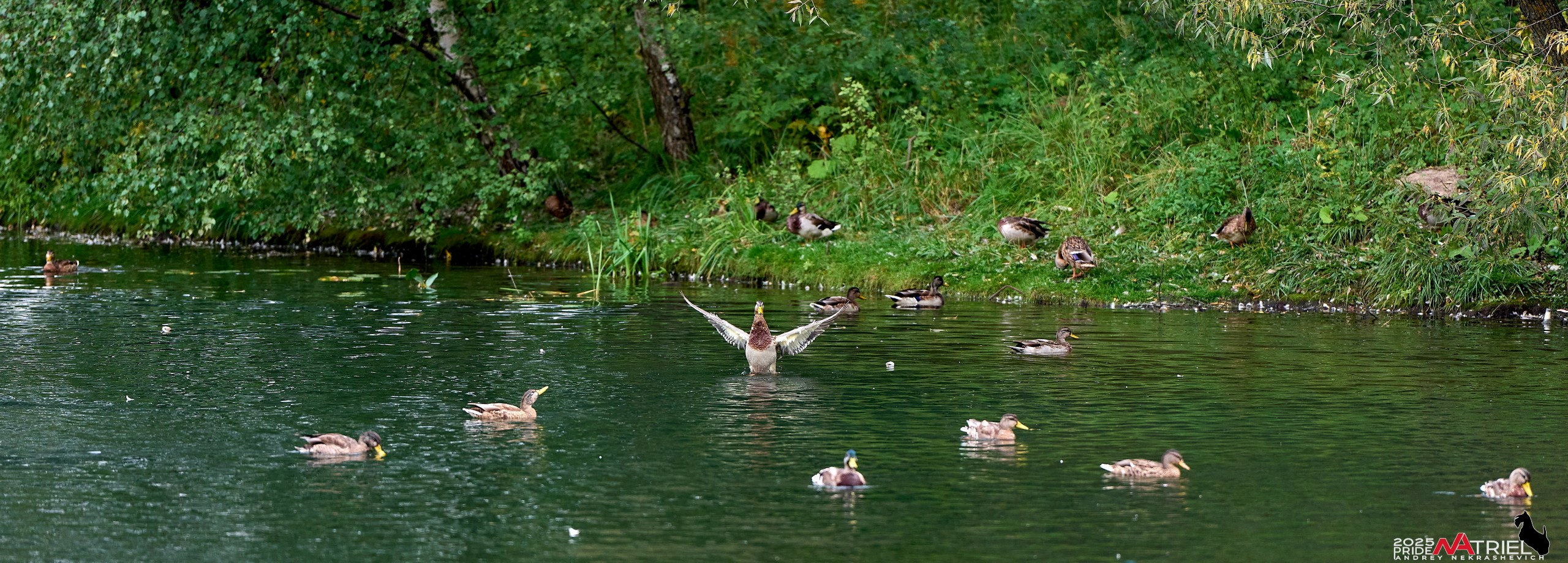 Утки на пруду
