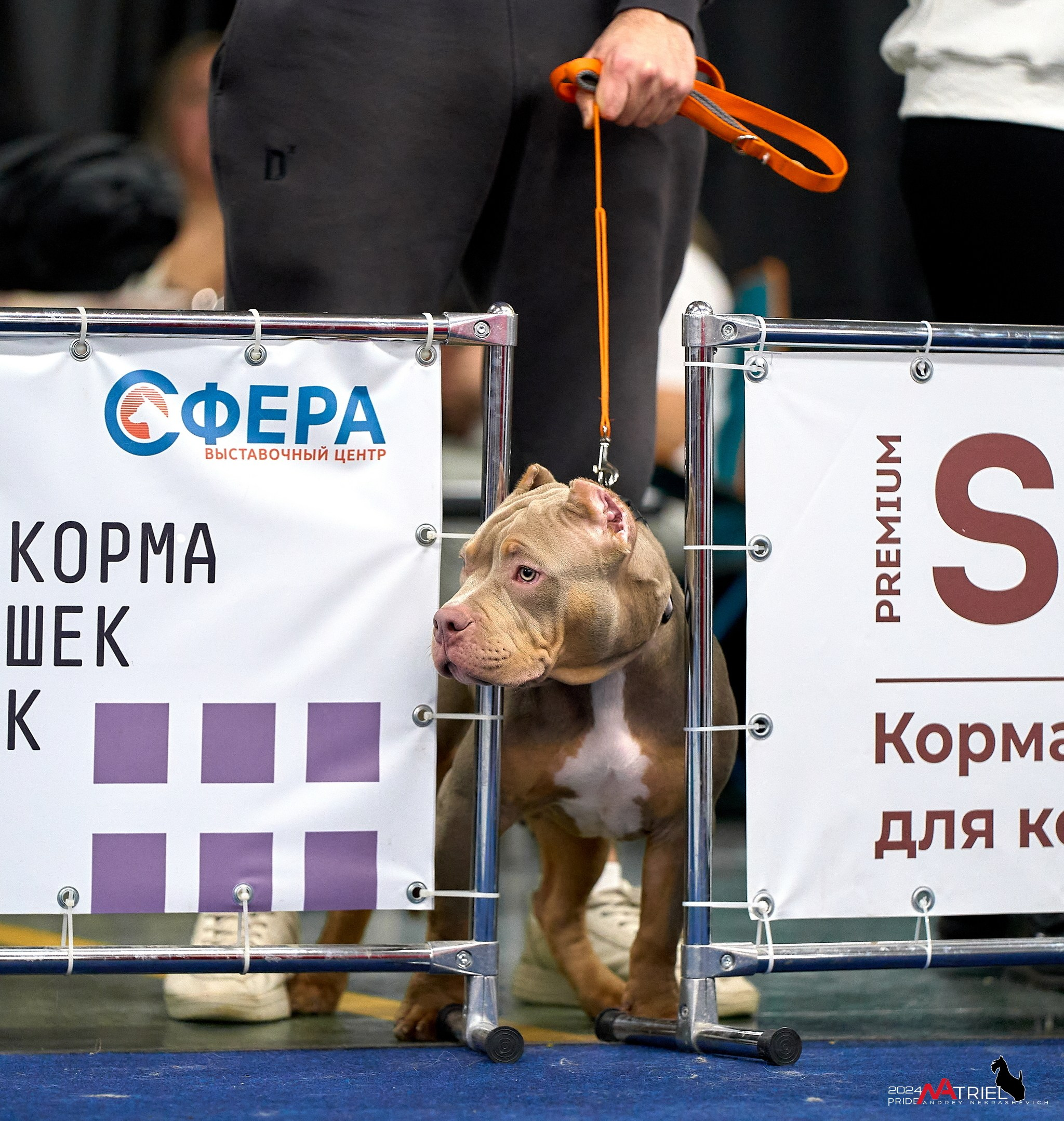 Съемка на выставке БуллиШоу