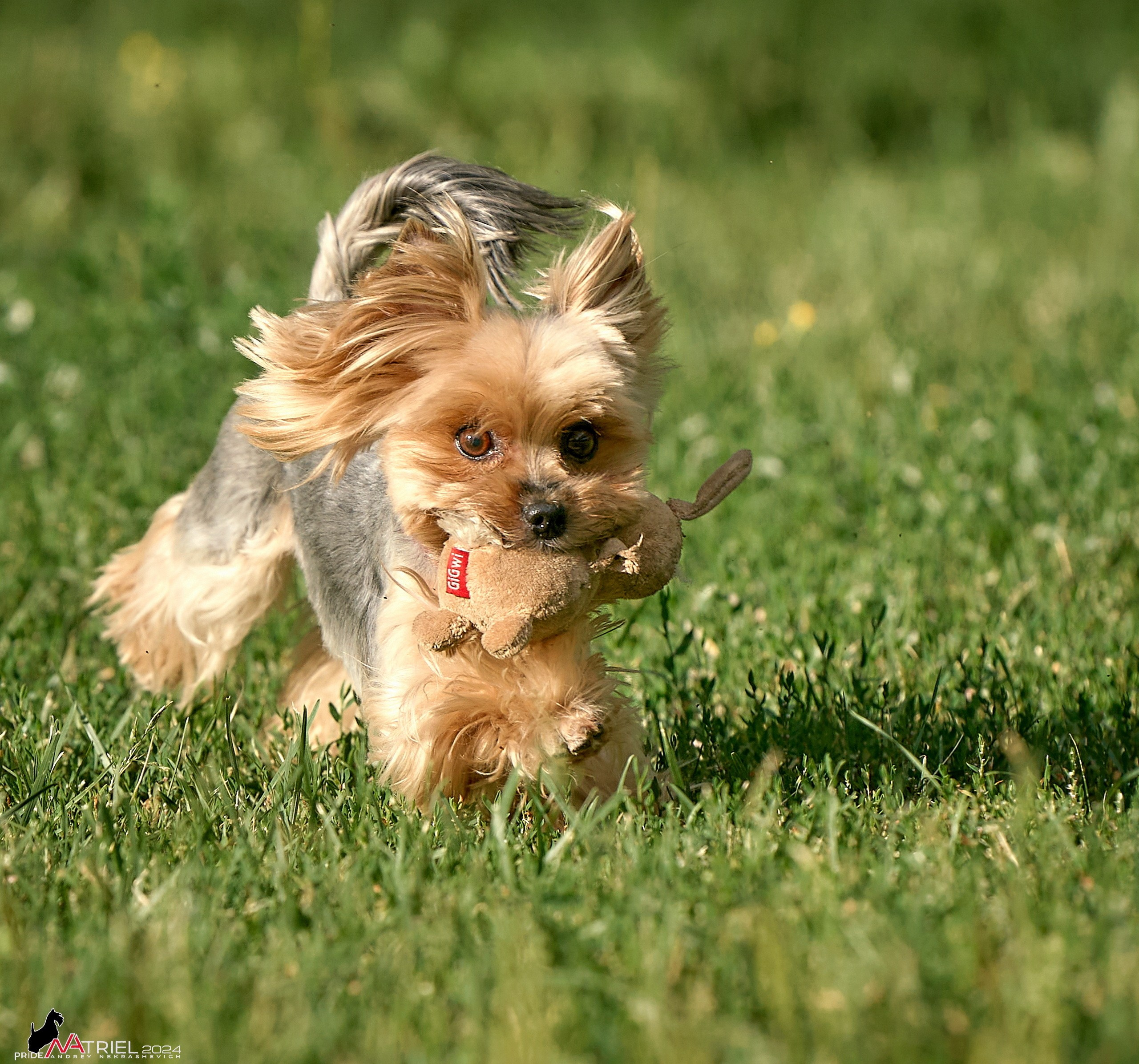 Фотопрогулка с собаками Бася и Циля