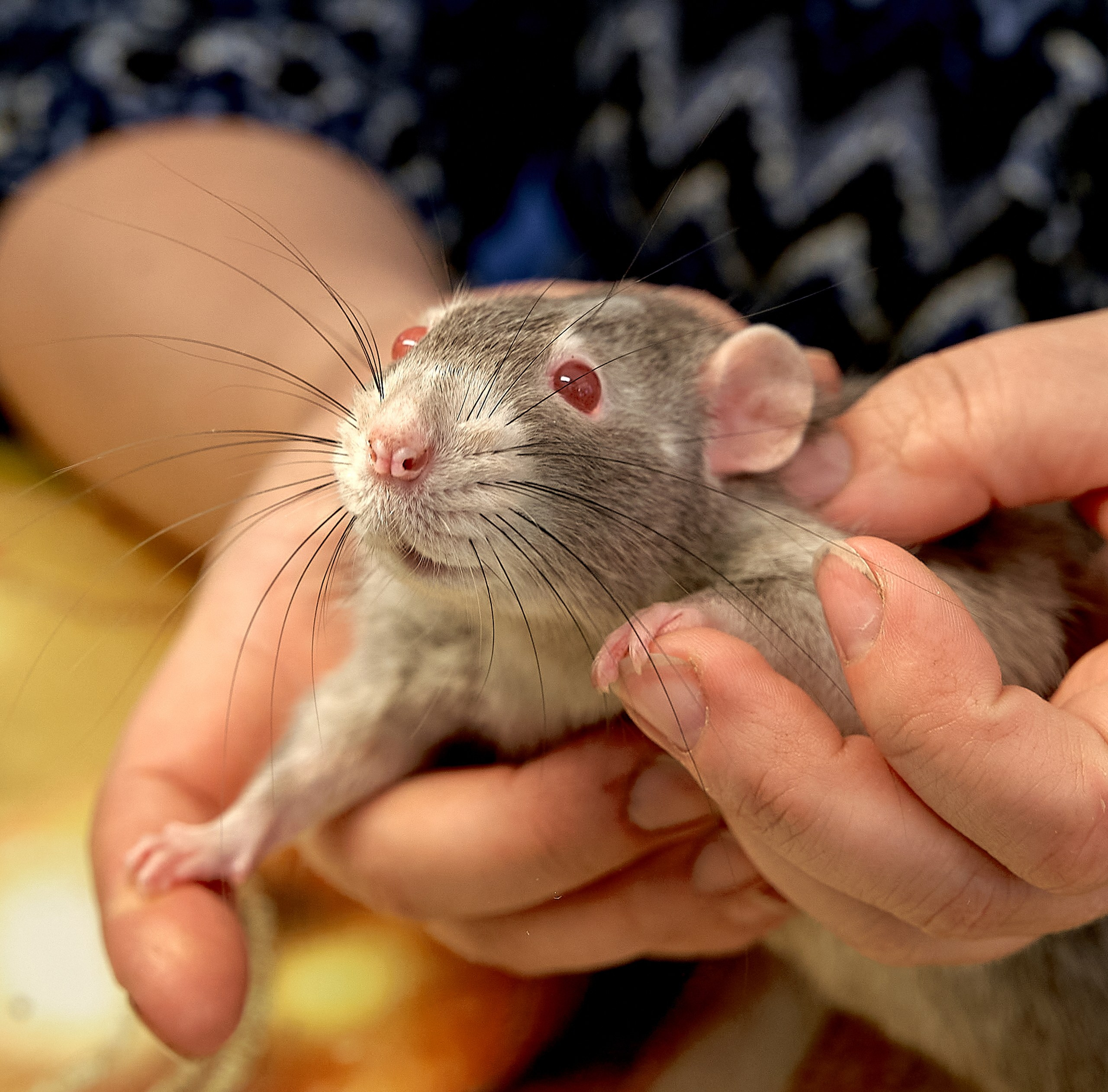 Животные — галерея NATRIEL