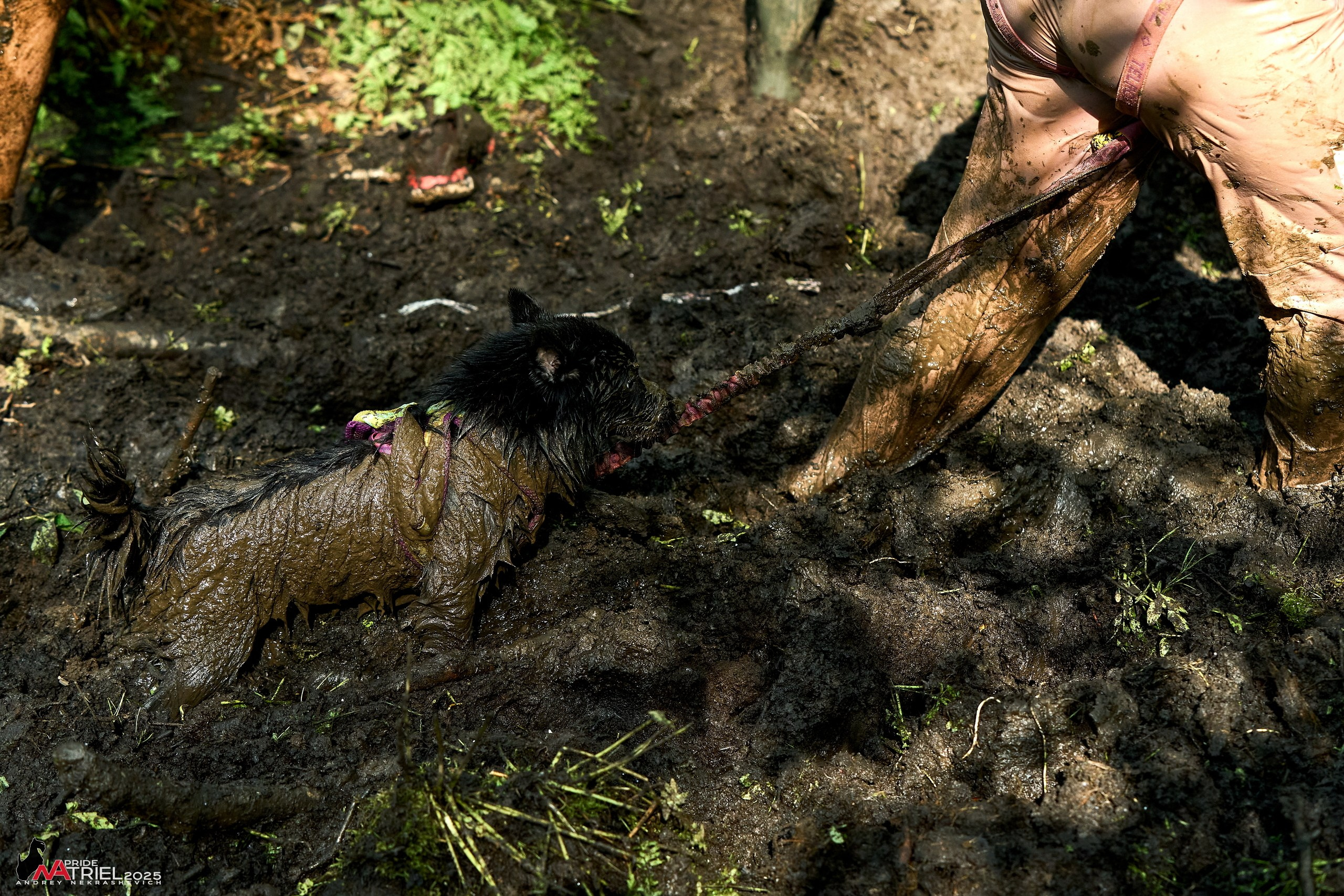 Russian Extreme Dog Trail — 2025