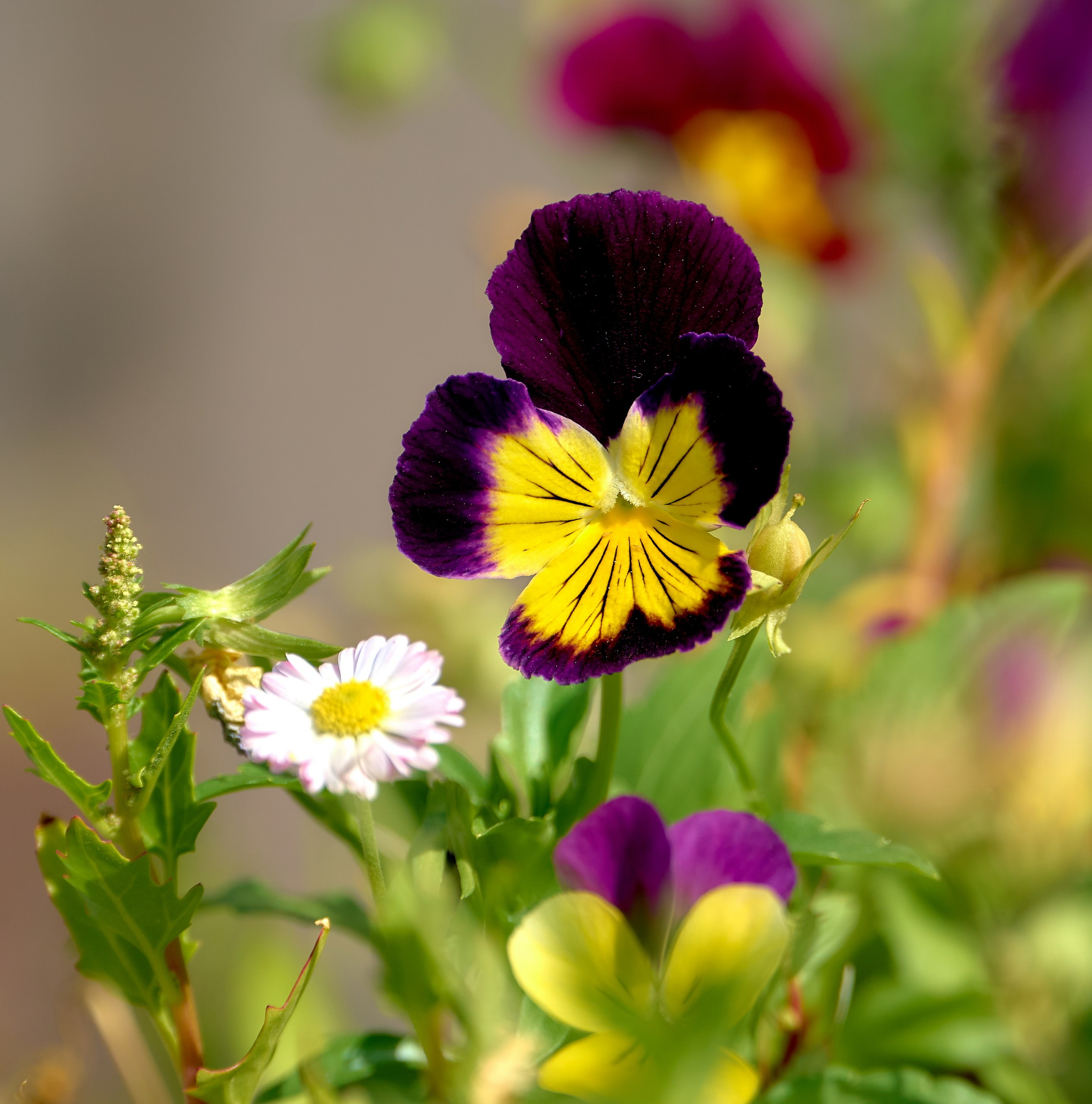 Лютики-цветочки — галерея NATRIEL