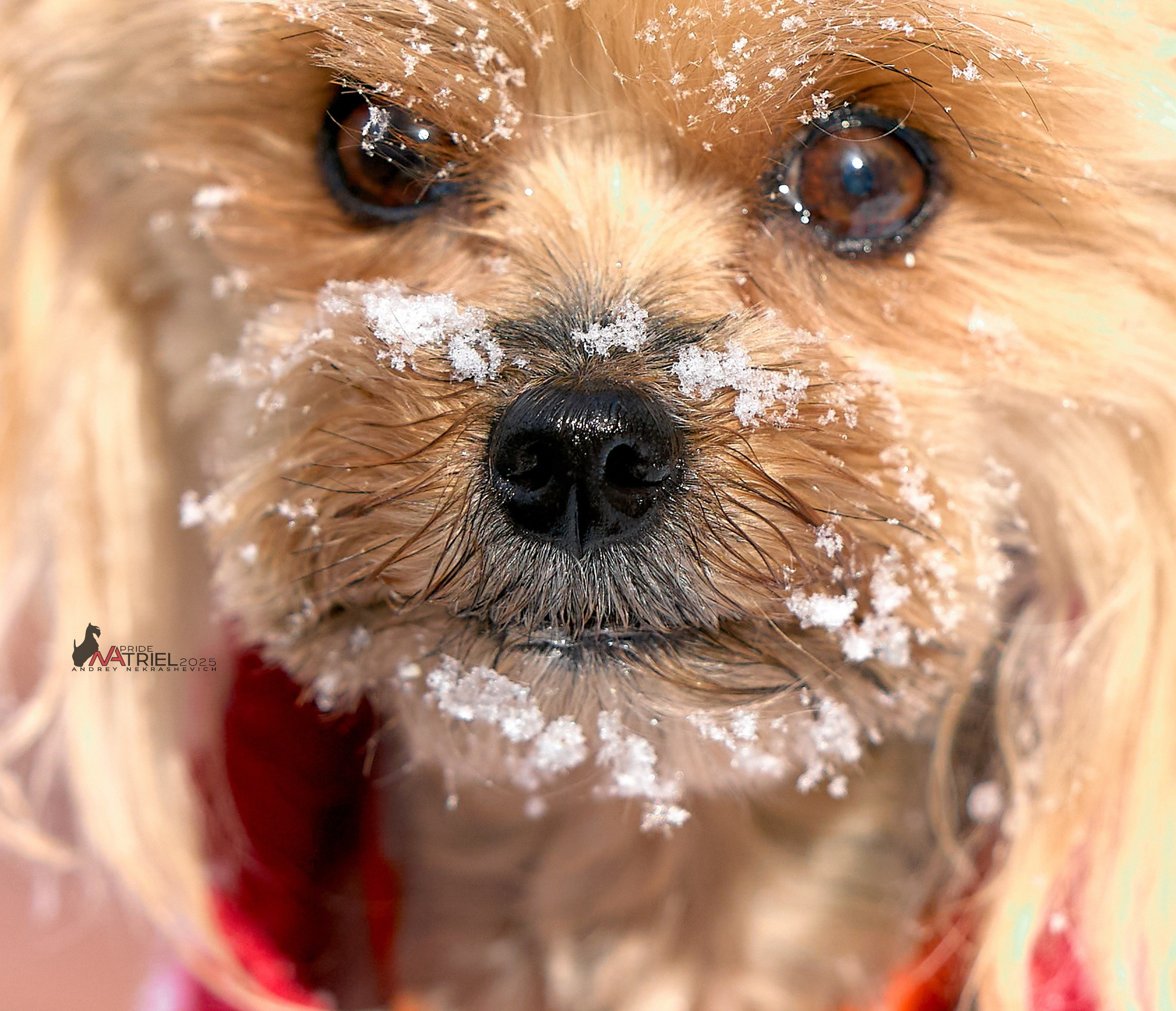 Фотопрогулка с моими собаками